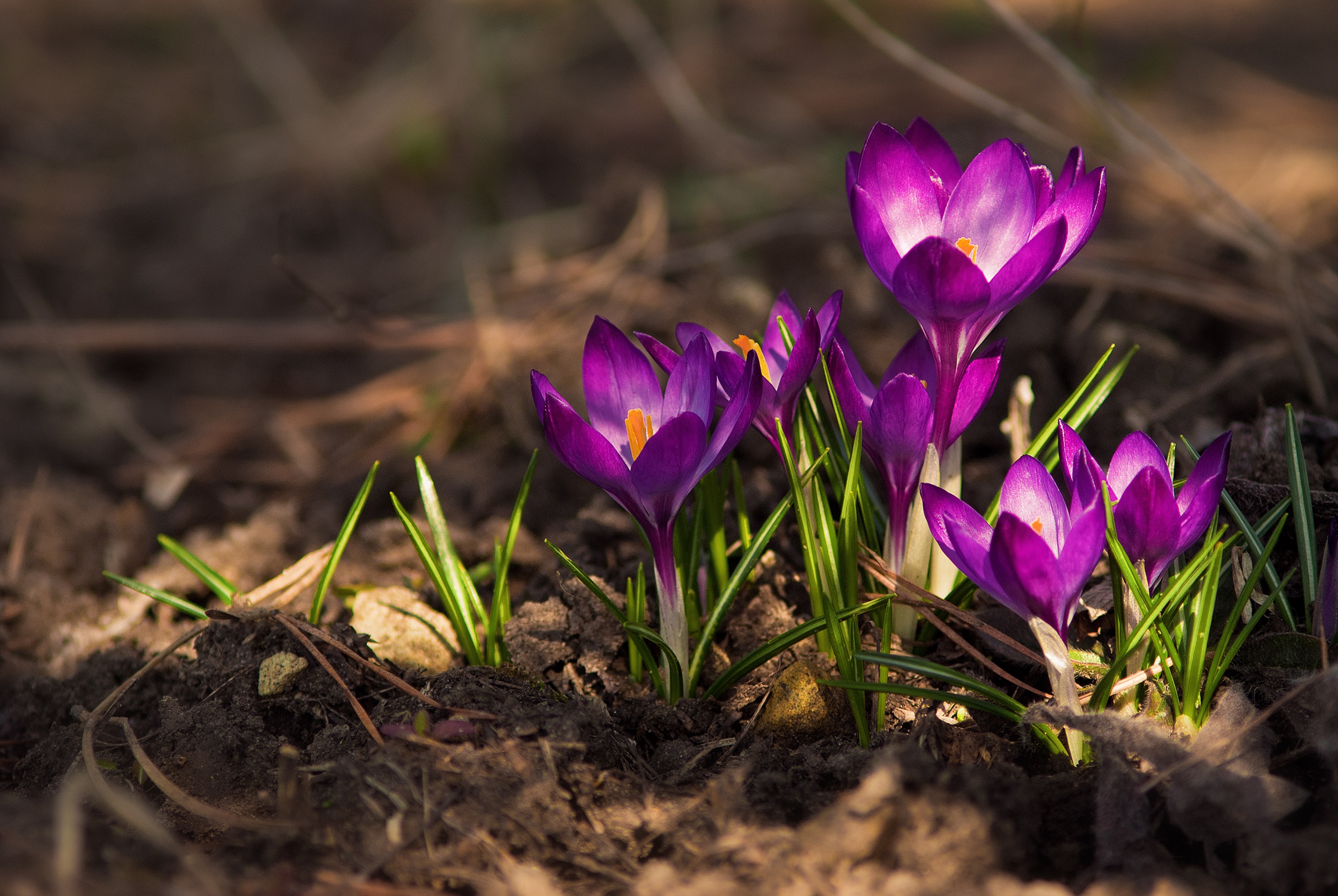 Download Purple Flower Flower Nature Crocus HD Wallpaper