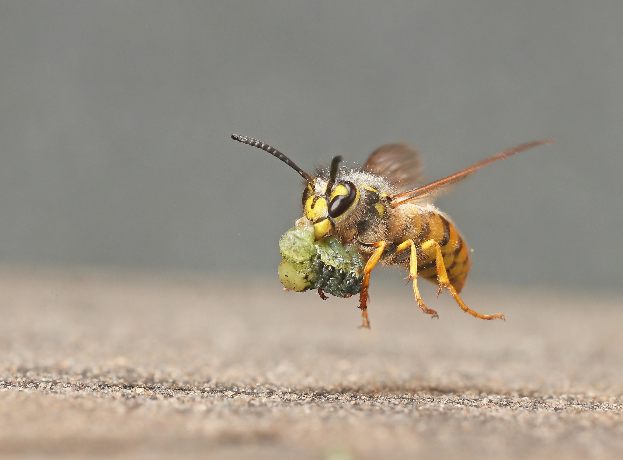 Wasp in flight carrying a chewed caterpillar. by Roy rimmer
