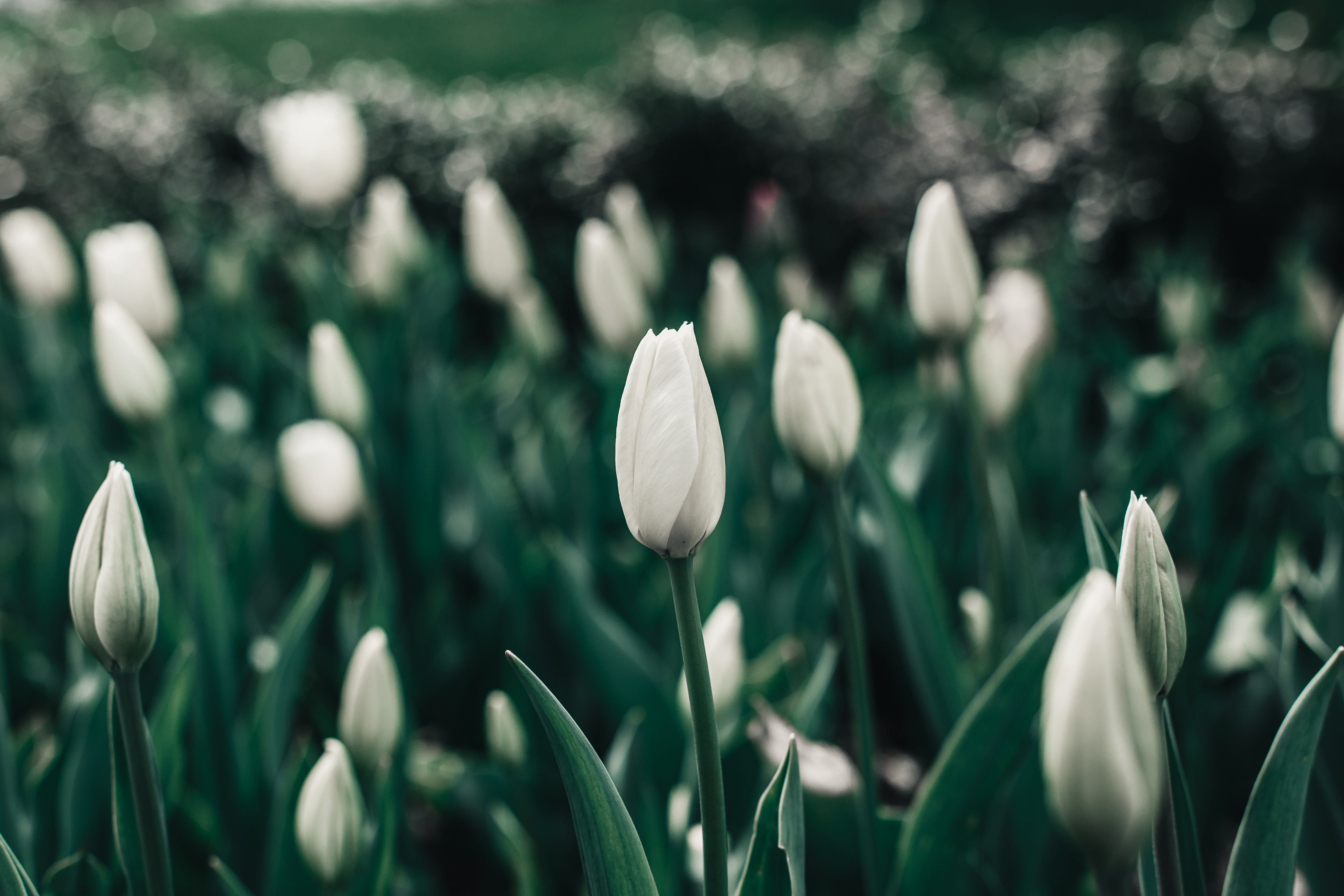 Тюльпаны минимализм. Тюльпан Vesna. Белые тюльпаны. Весенние тюльпаны.