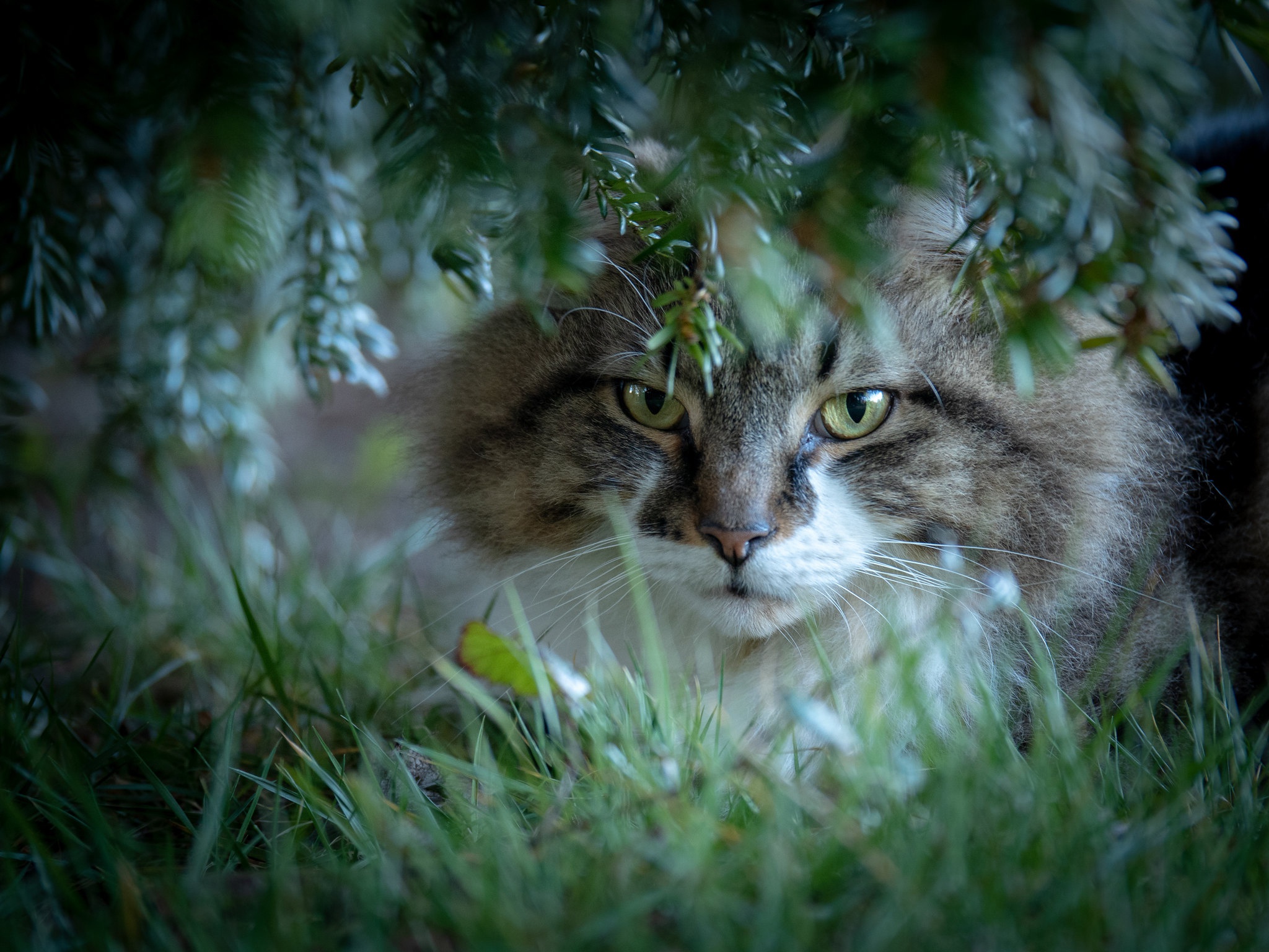 фото котят лесных