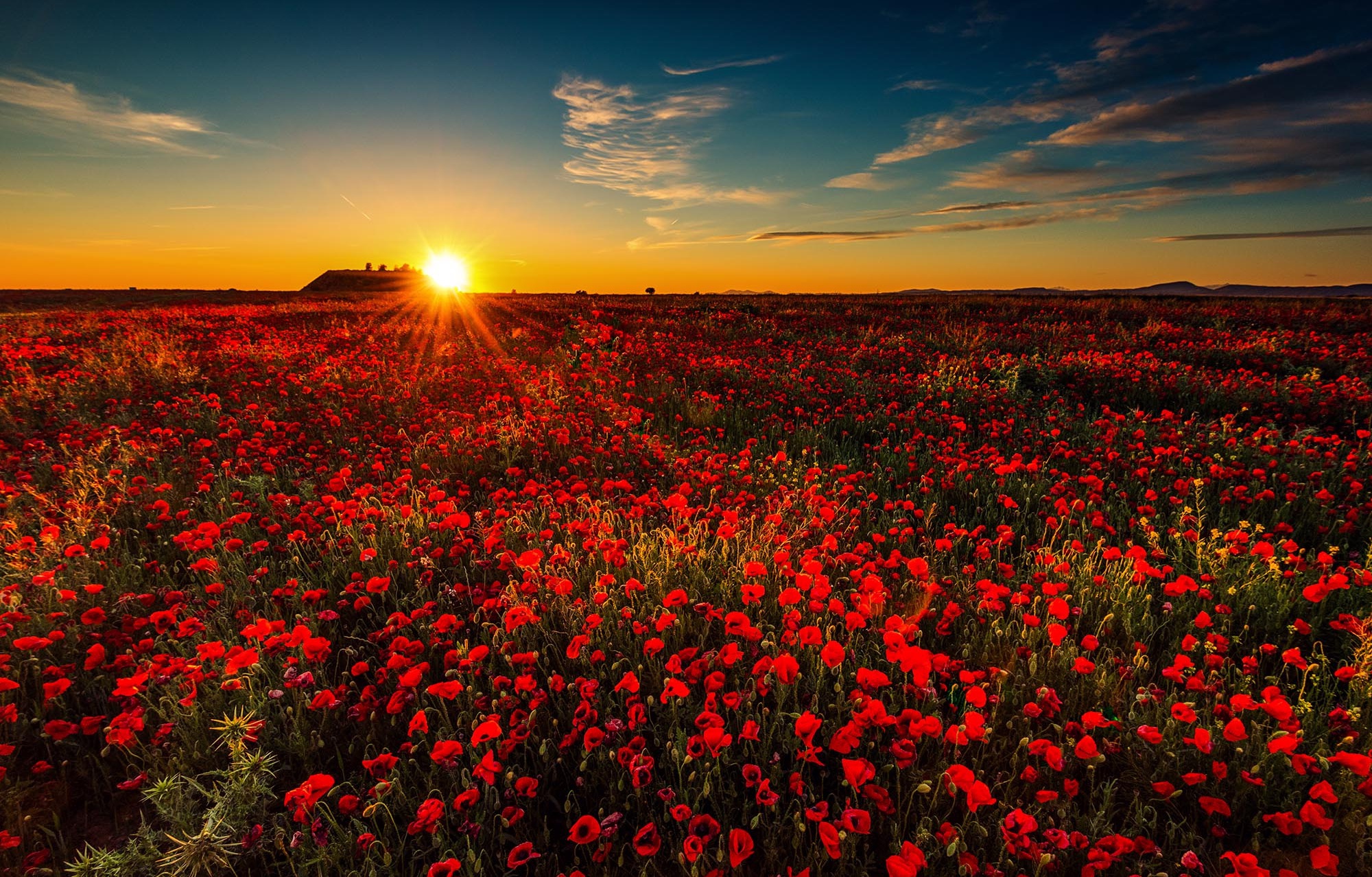 Download Flower Red Flower Sunrise Summer Nature Poppy HD Wallpaper