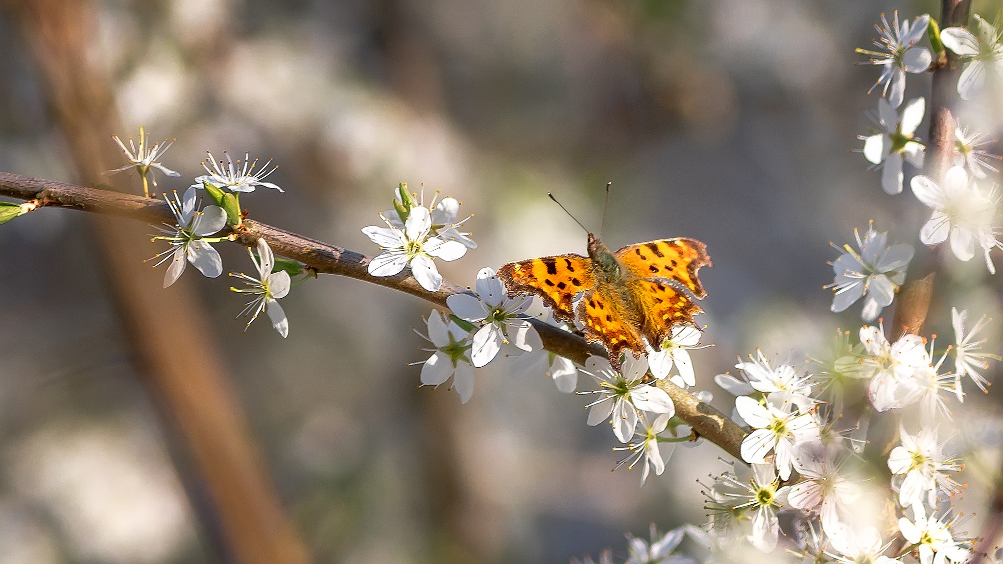Первые бабочки весной 2 класс. Насекомые веснойвесной. Весенние бабочки. Бабочка на ветке.