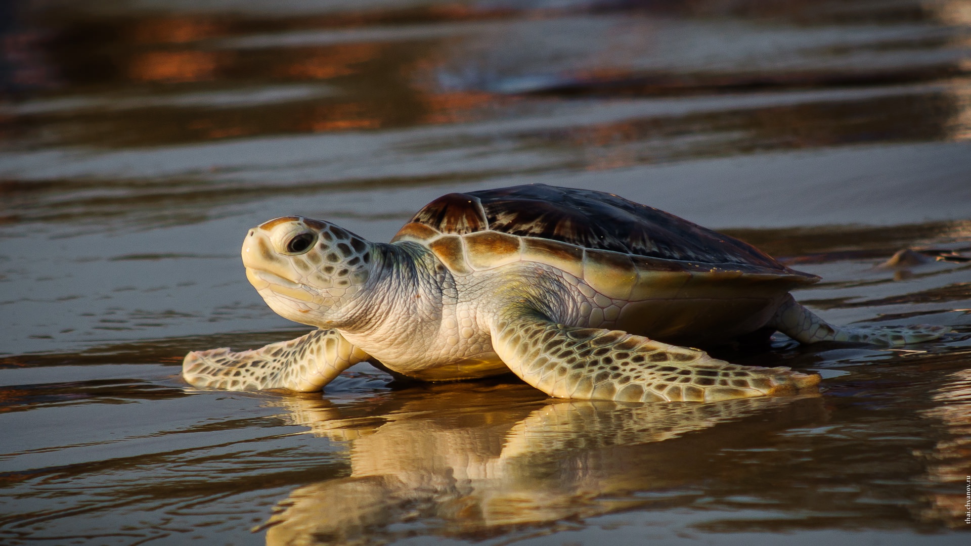 Turtle Reflection HD