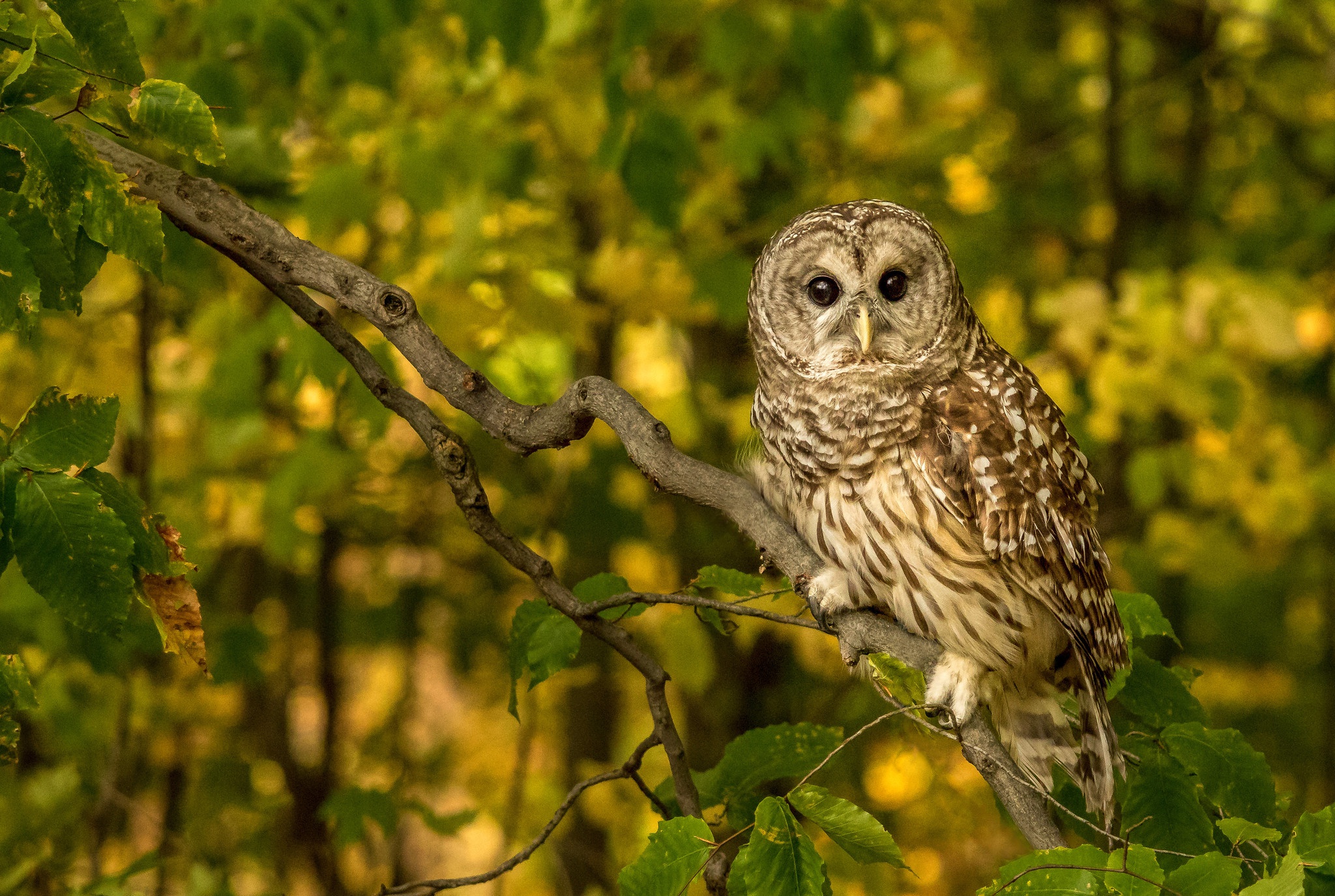Animal Barred Owl HD Wallpaper | Background Image