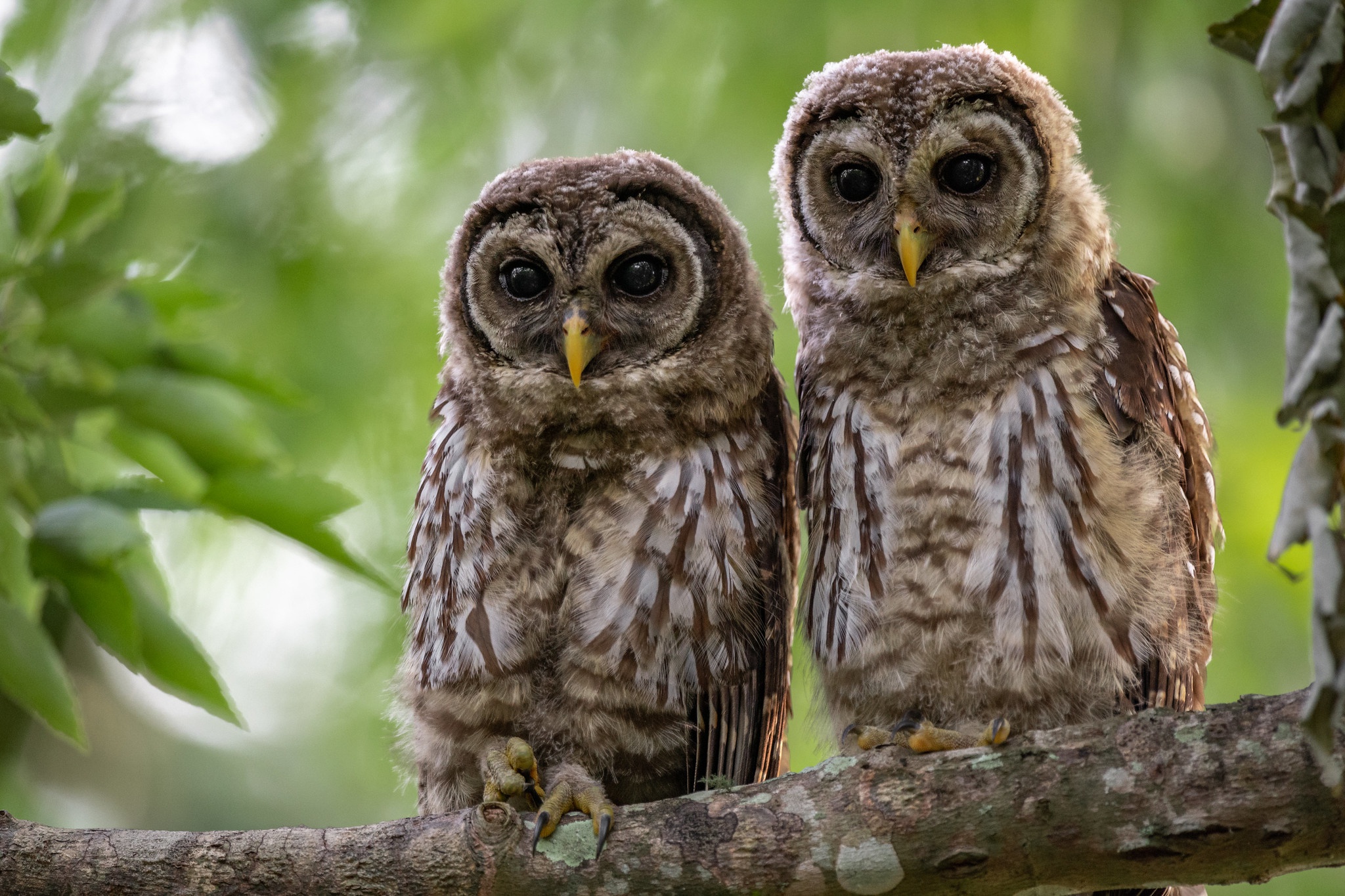 Animal Owl HD Wallpaper