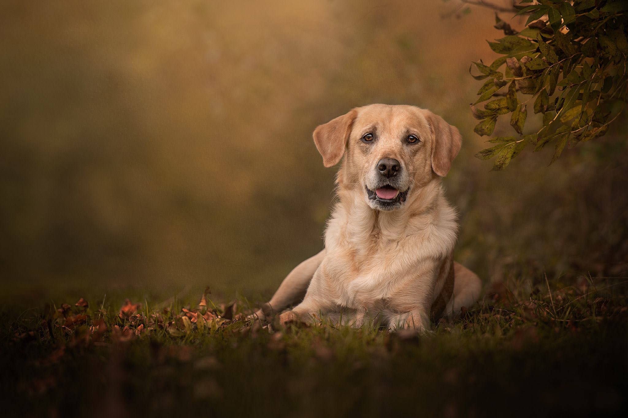 Animal Labrador Retriever HD Wallpaper