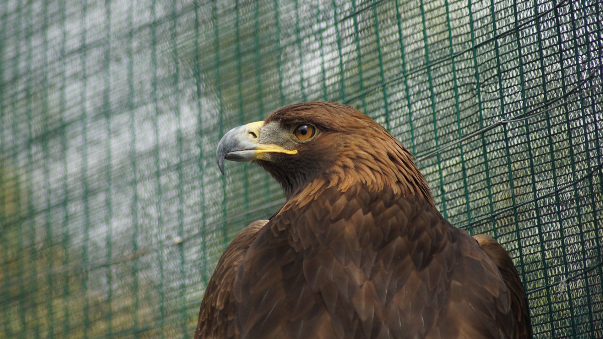 Download Eagle Animal Golden Eagle 4k Ultra HD Wallpaper
