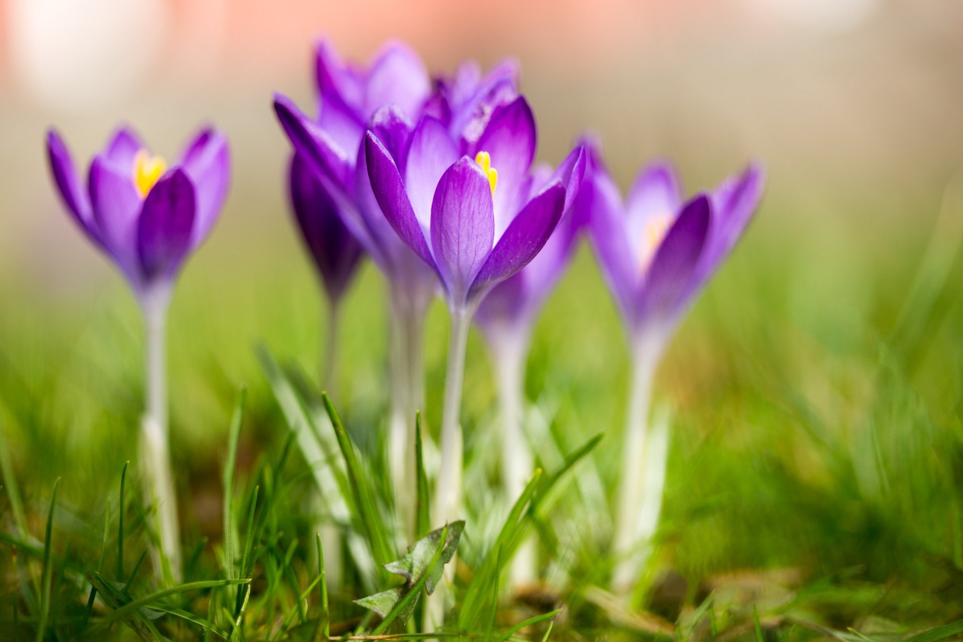 Download Spring Macro Purple Flower Flower Nature Crocus HD Wallpaper