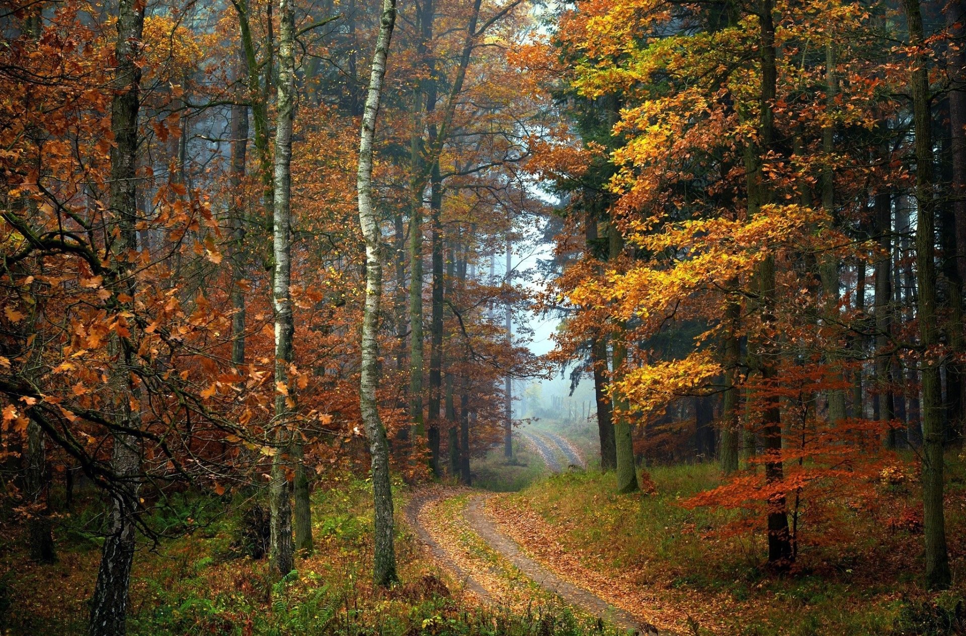 Download Forest Tree Nature Path HD Wallpaper