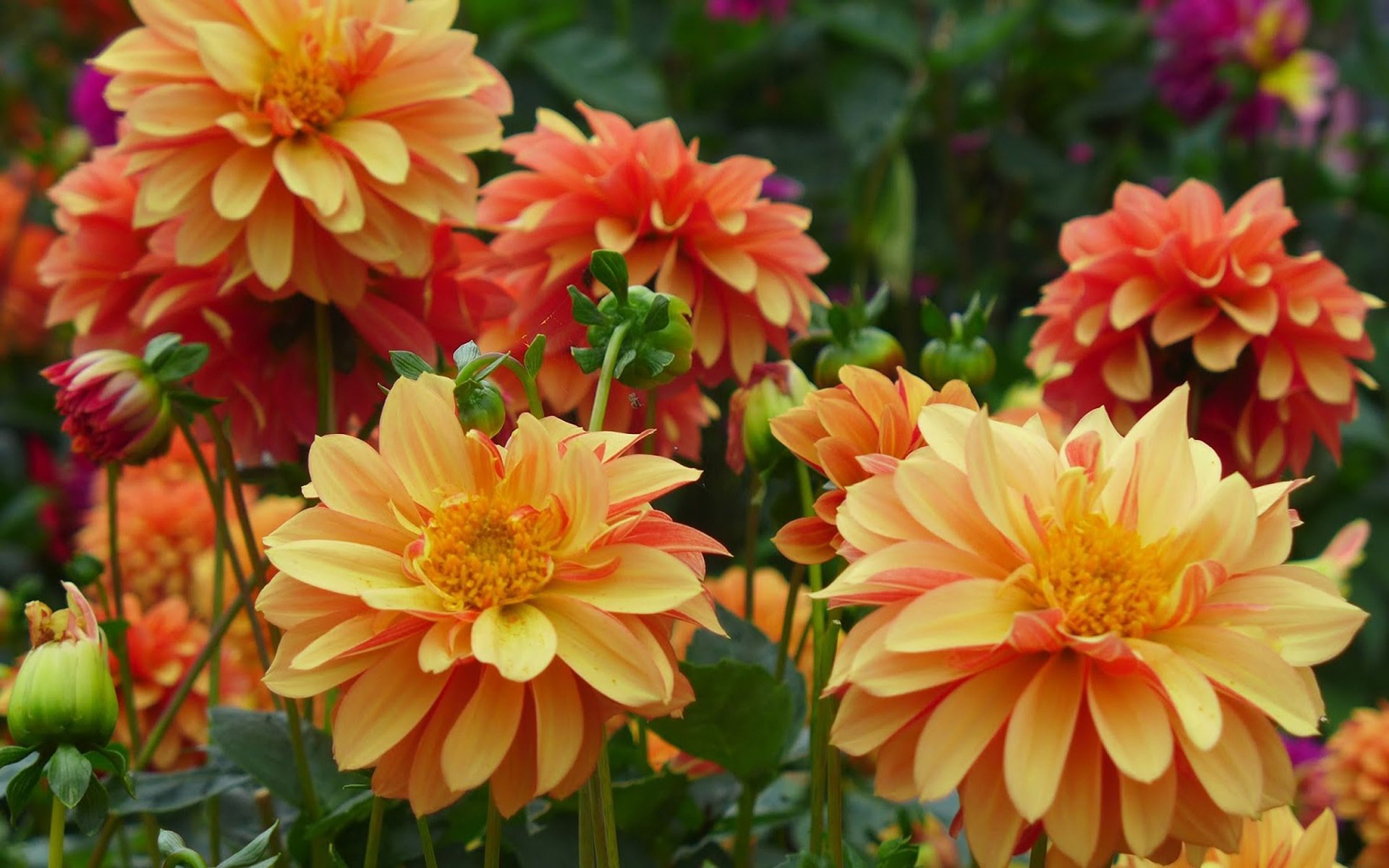 Download Nature Orange Flower Flower Dahlia HD Wallpaper