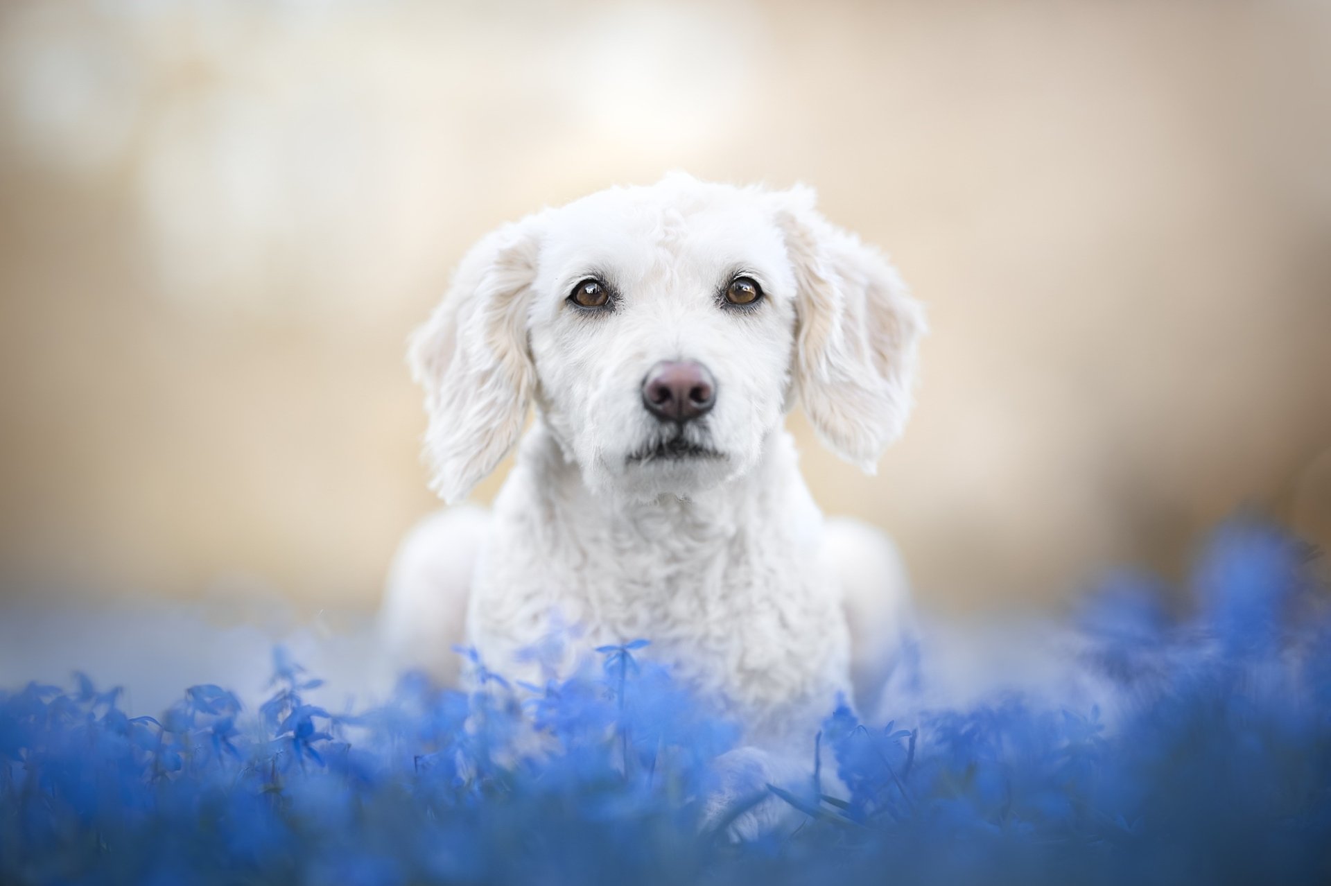 Download Blue Flower Animal Dog HD Wallpaper