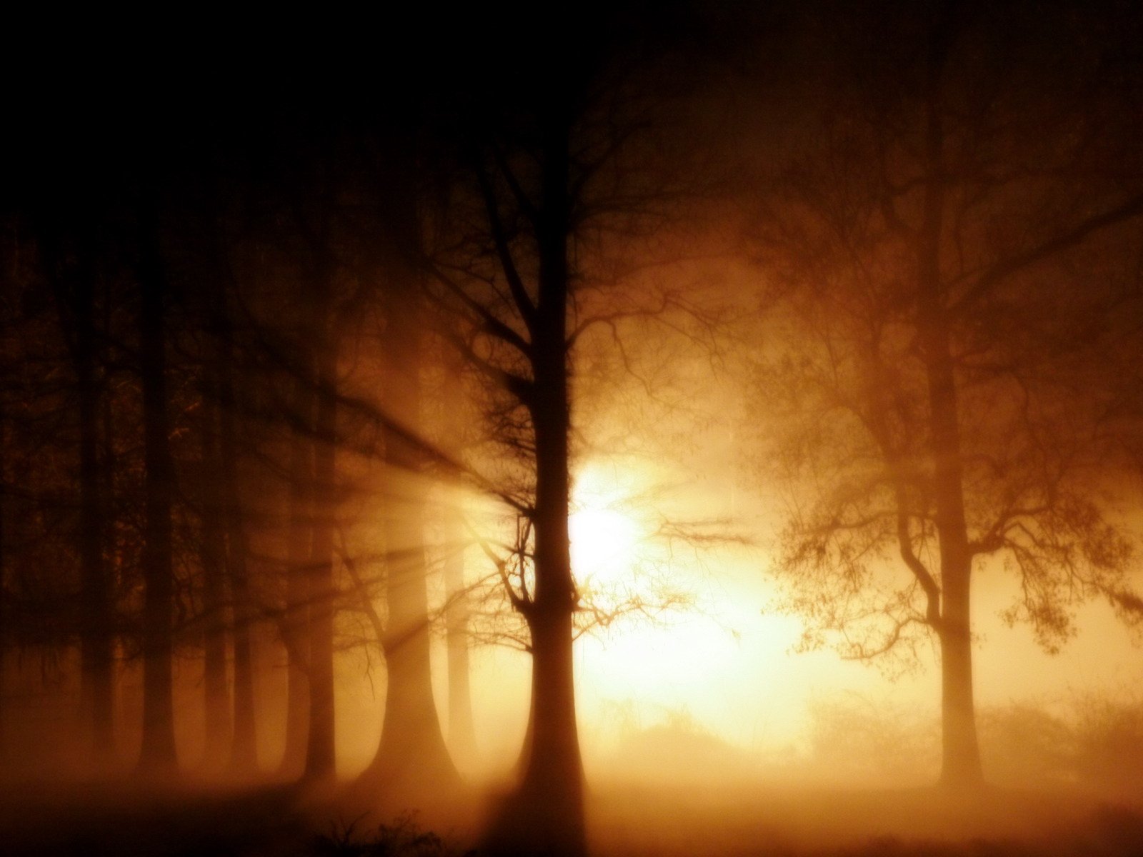 A stunning HD wallpaper of a forest bathed in sunbeams, showcasing nature's beauty through mist and shadows, creating a serene and scenic atmosphere.