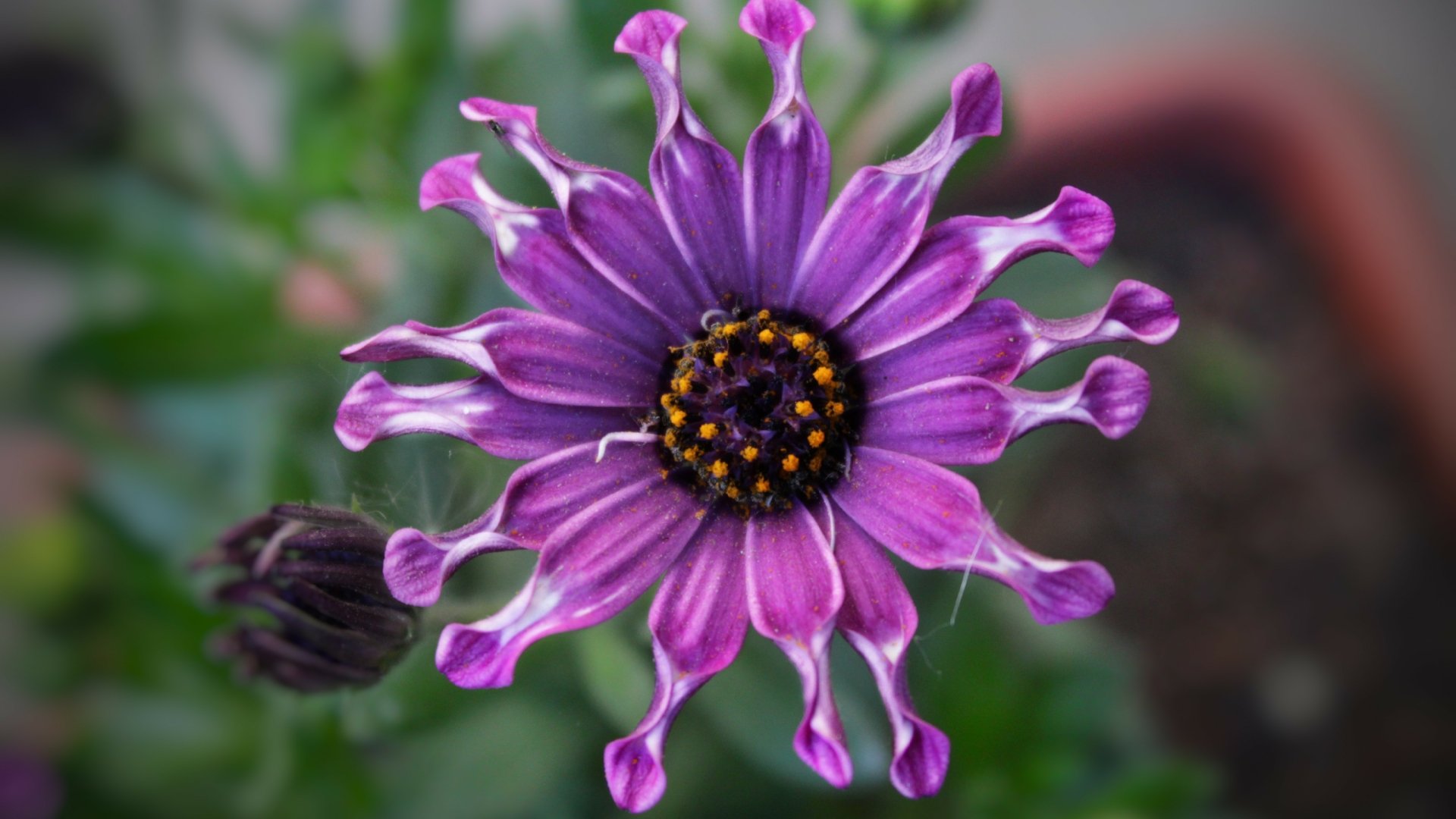 Download Flower Purple Flower Daisy Nature 4k Ultra HD Wallpaper