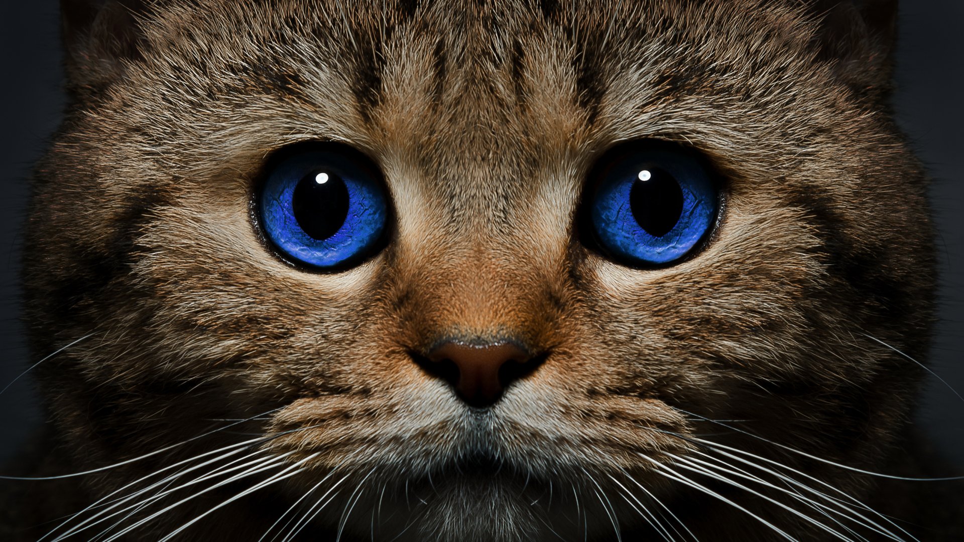 Blue-Eyed Cat