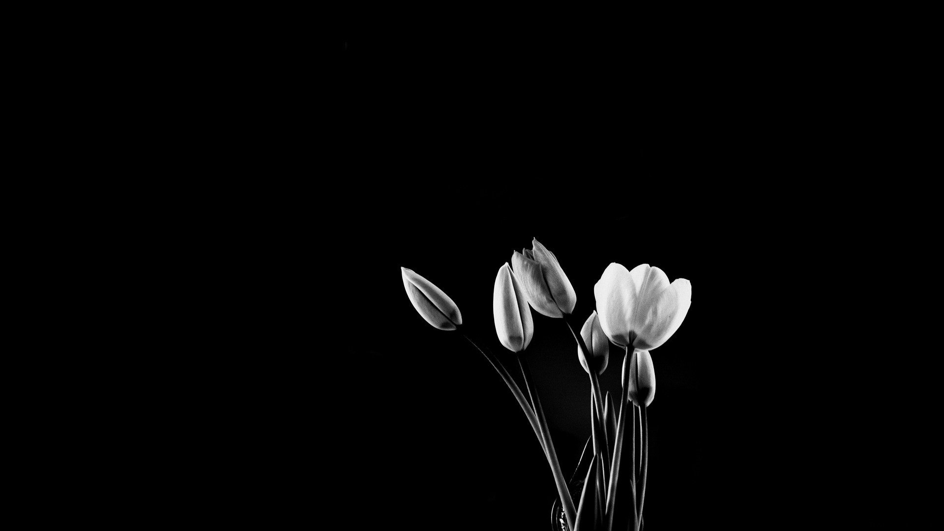 Download Black & White Flower Nature Tulip HD Wallpaper