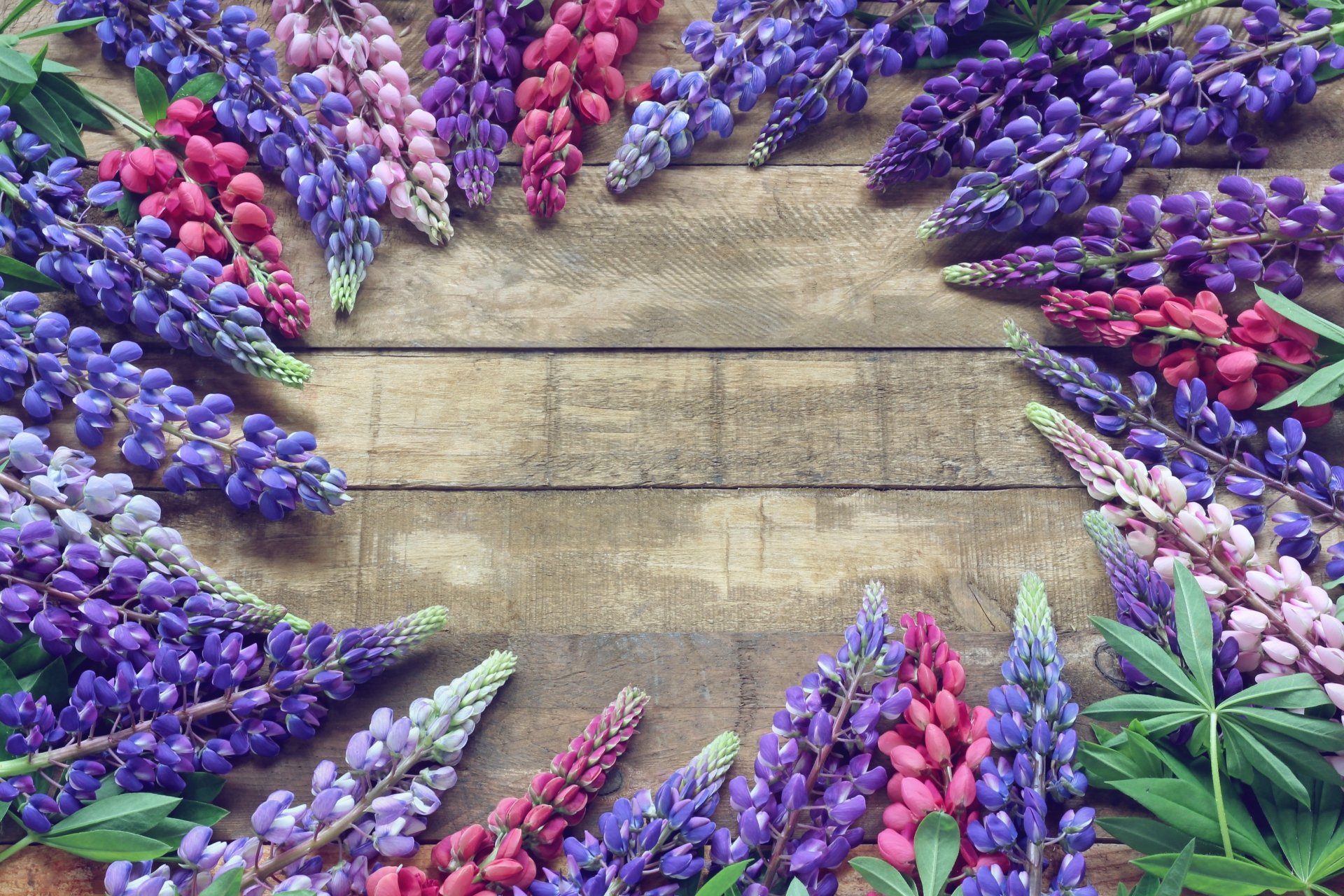 Flower 4k Ultra HD Wallpaper | Background Image | 4500x3000