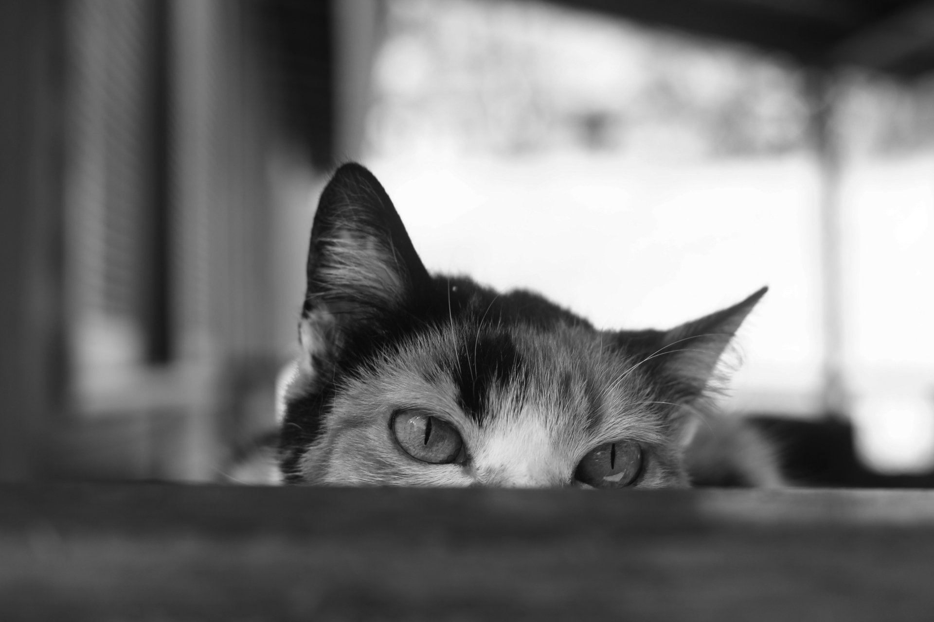Download Stare Black & White Animal Cat 4k Ultra HD Wallpaper ...