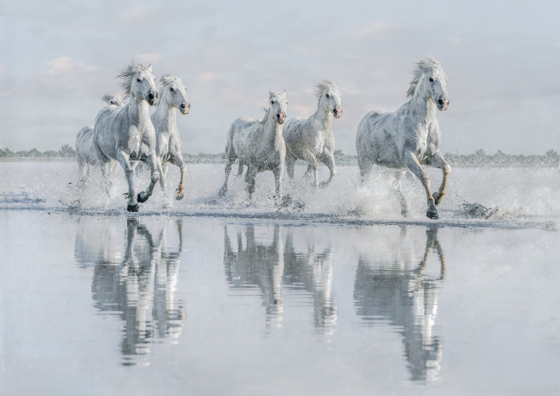 HD PC desktop wallpaper/background: four white horses (animal) galloping through shallow water, splashing with clear reflections on the calm surface.