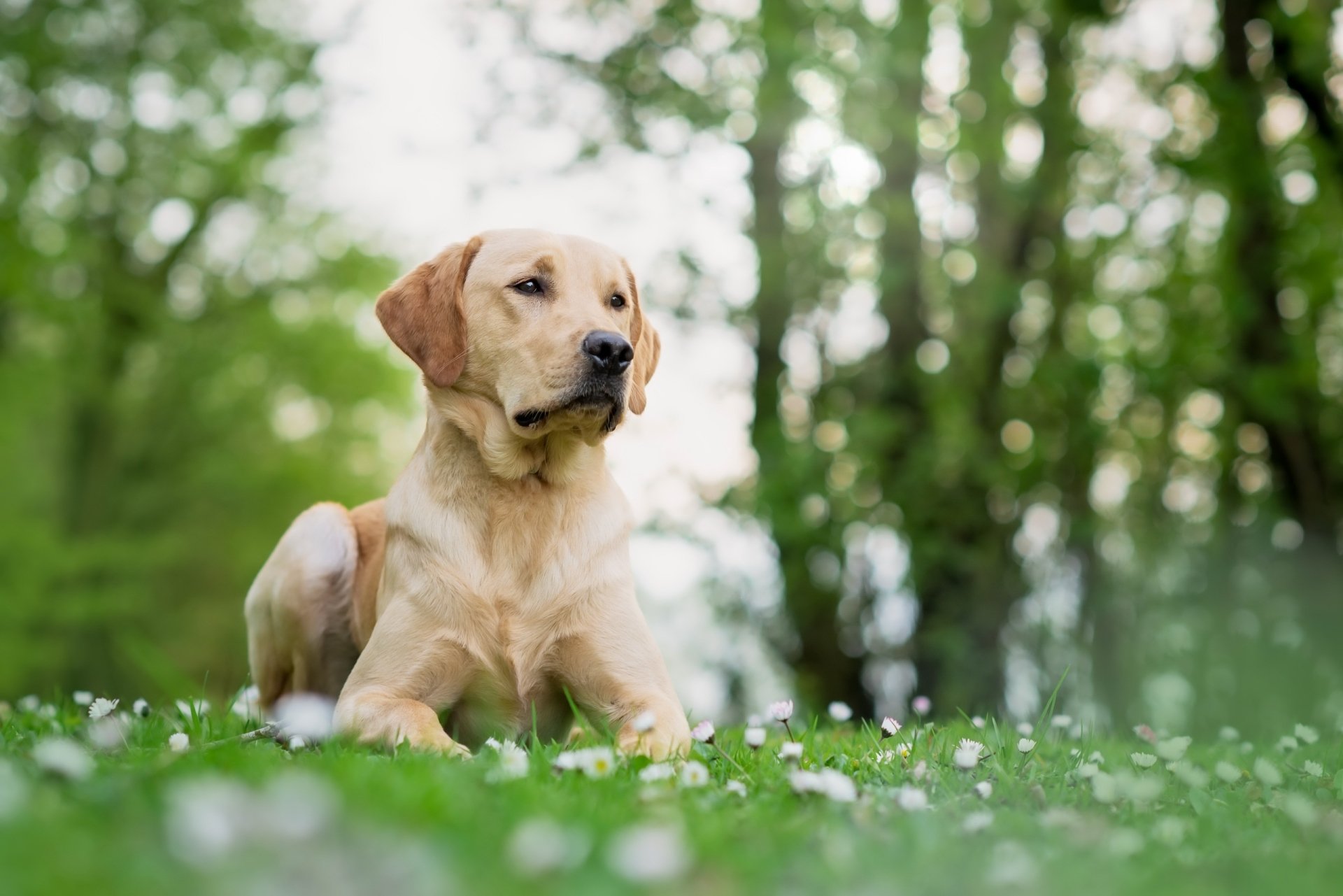 Download Depth Of Field Bokeh Dog Animal Labrador Retriever HD Wallpaper