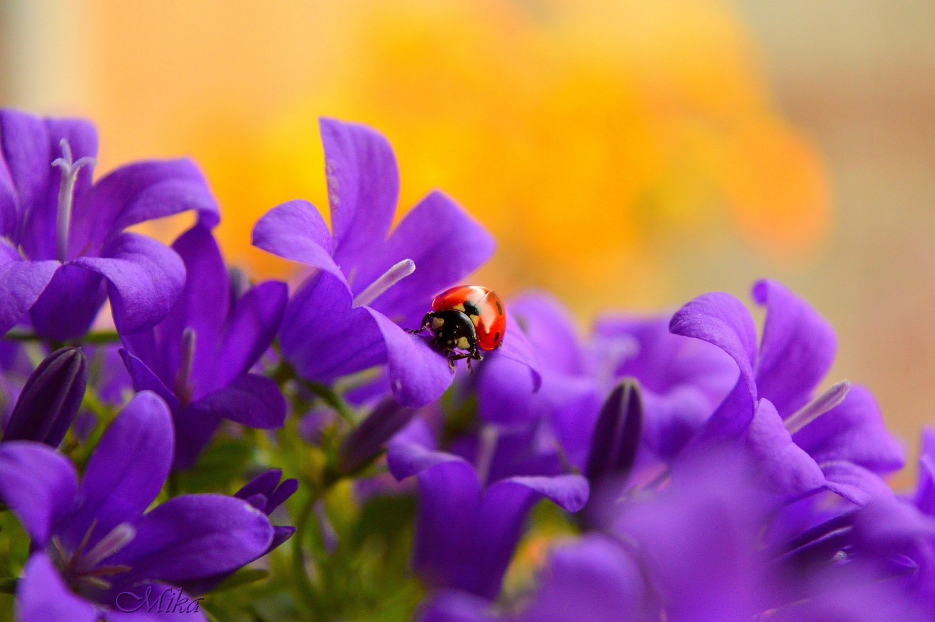Download Purple Flower Flower Macro Insect Animal Ladybug  HD Wallpaper