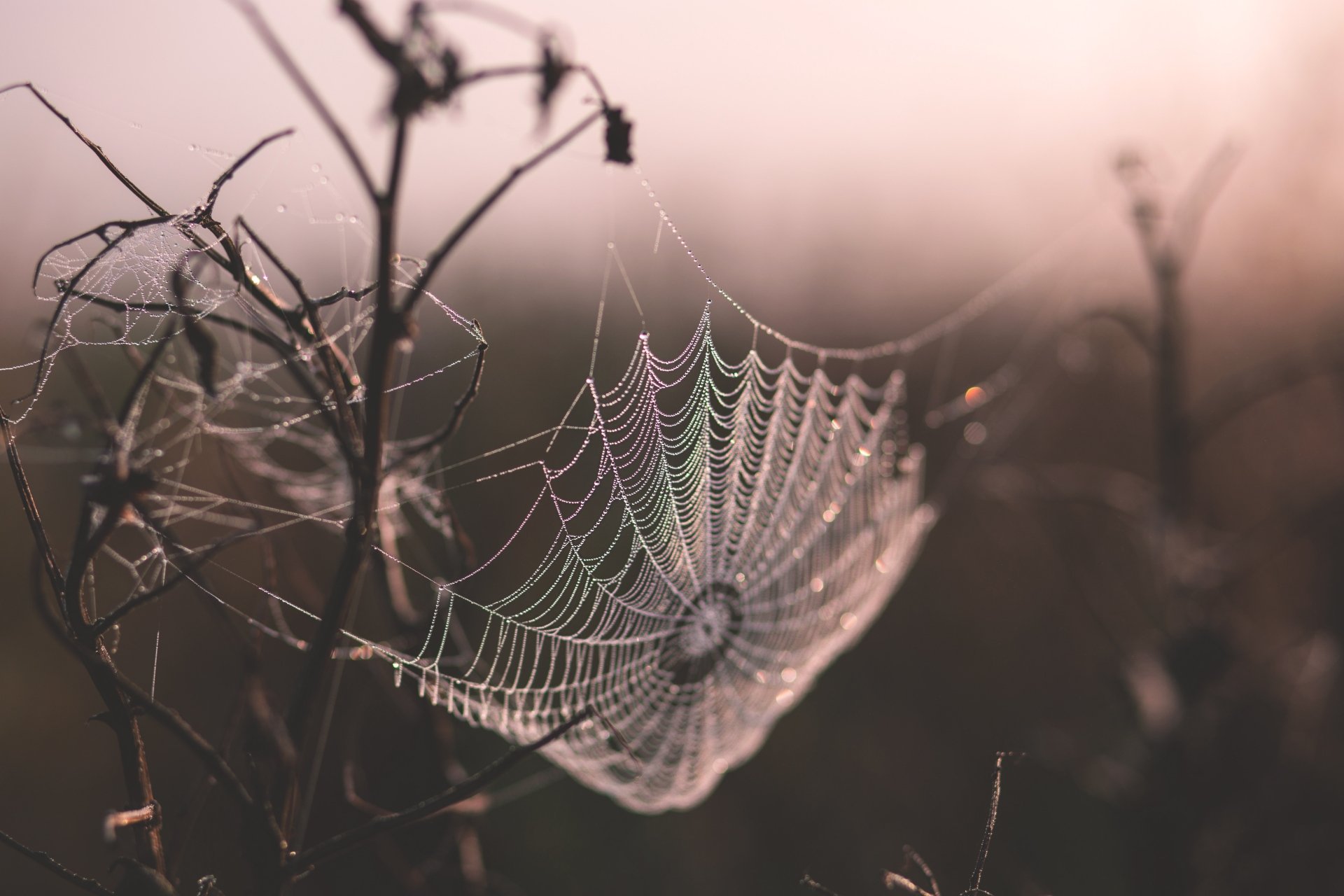 Download Macro Photography Spider Web 4k Ultra HD Wallpaper