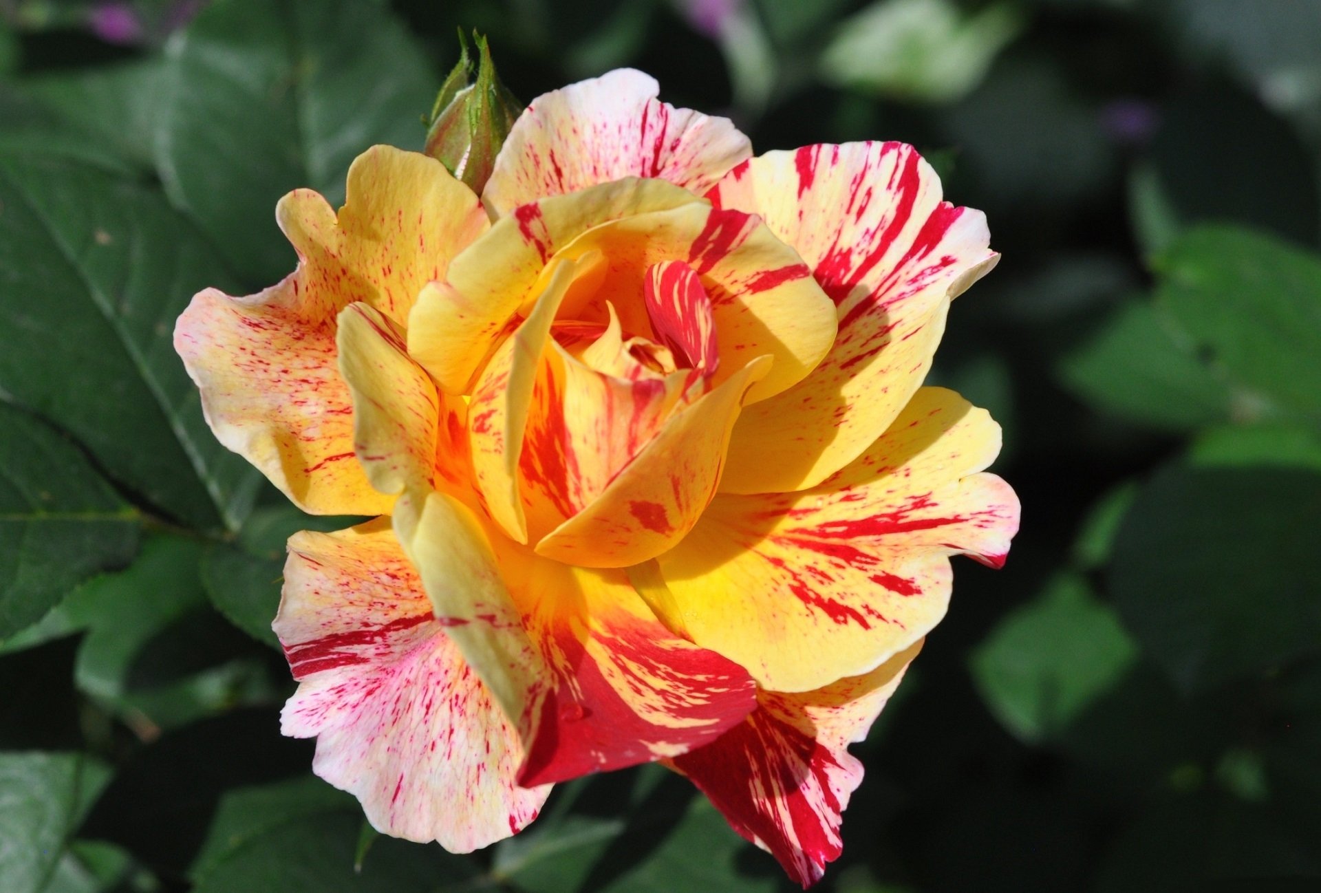 HD PC desktop wallpaper and background featuring a close-up rose flower in nature: yellow petals streaked with red against green leaves.