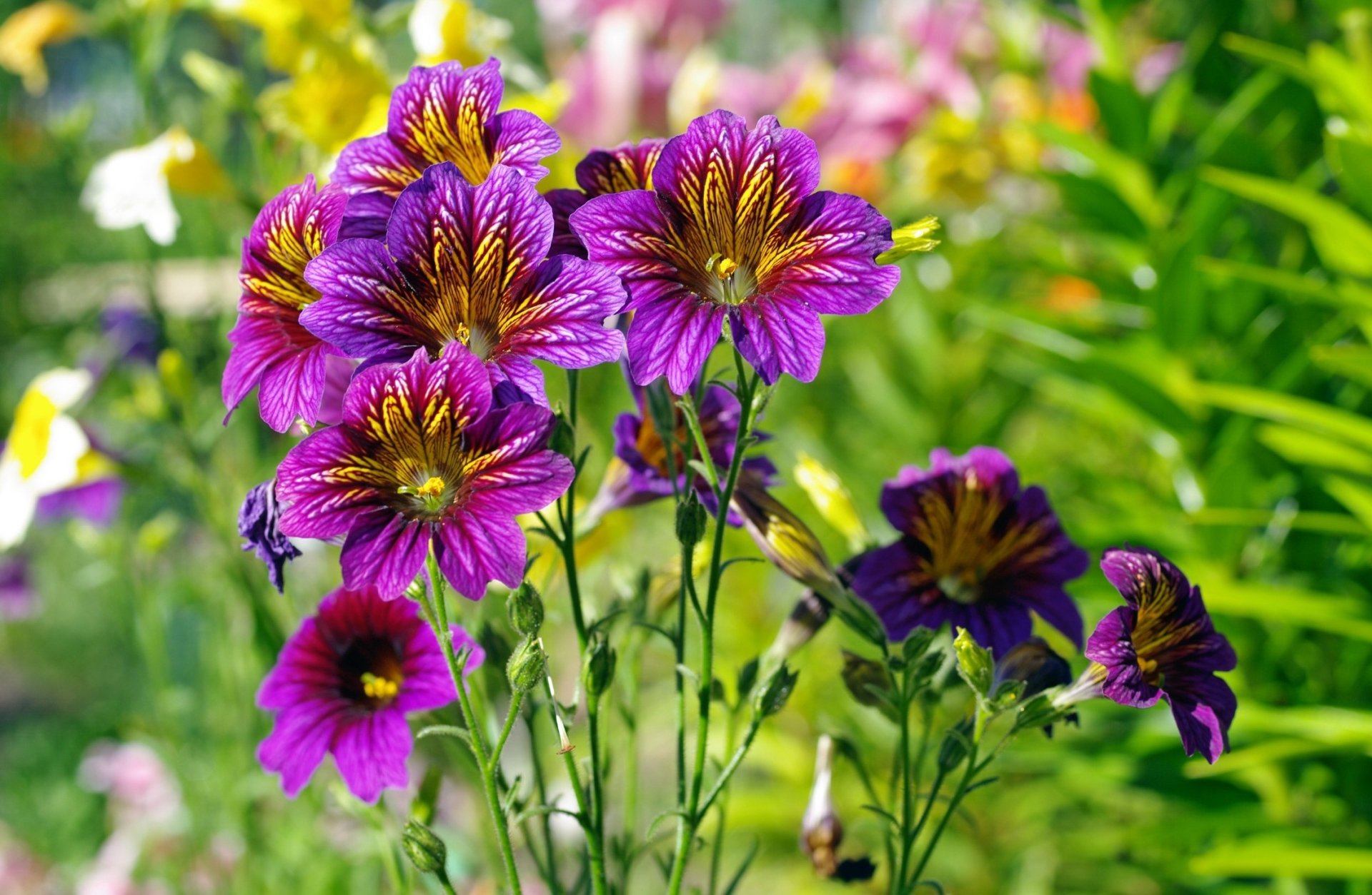 Download Purple Flower Nature Flower HD Wallpaper