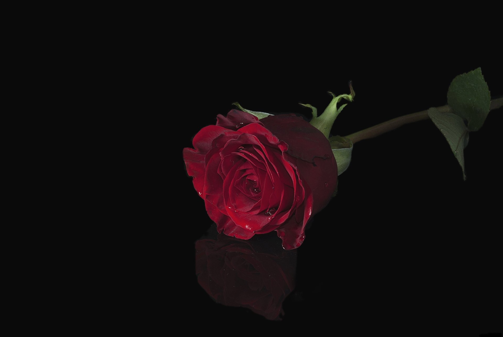 Single red rose flower on a deep black background with a soft reflection — nature-themed 2K Quad HD PC desktop wallpaper and background.