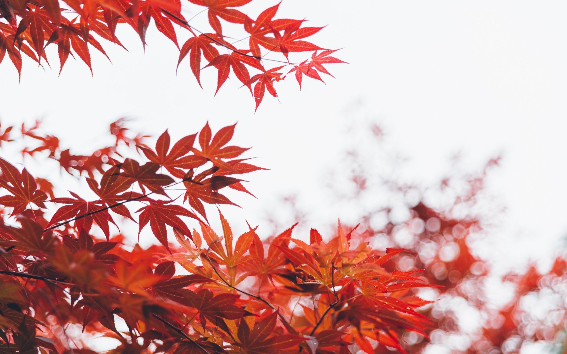 5K Ultra HD PC desktop wallpaper and background of vibrant red maple leaves in fall against a soft white sky, showcasing autumn nature and delicate leaf detail.