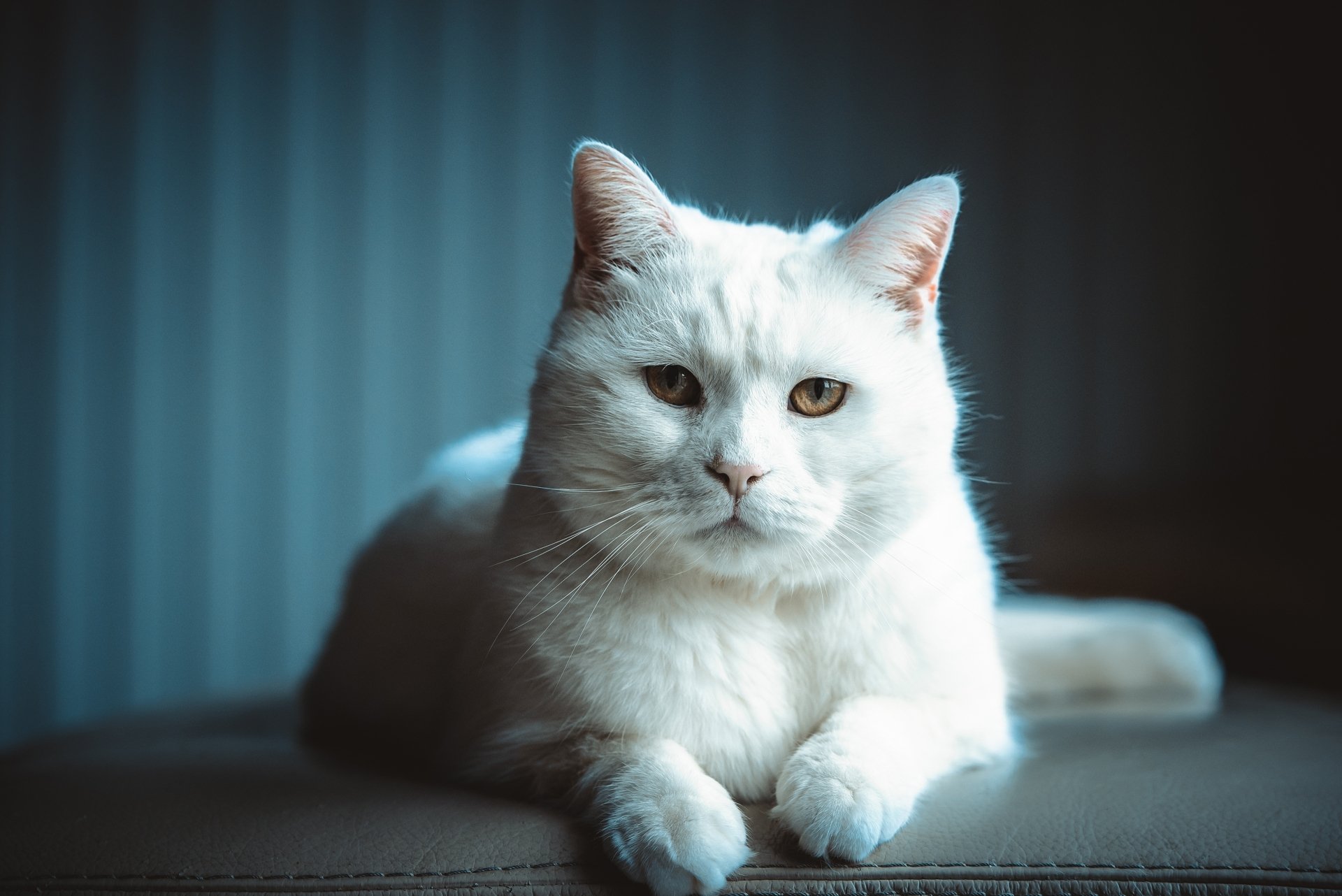 Close-up of a white cat with an intense stare, captured in stunning 4K Ultra HD clarity for a striking PC desktop wallpaper and background.