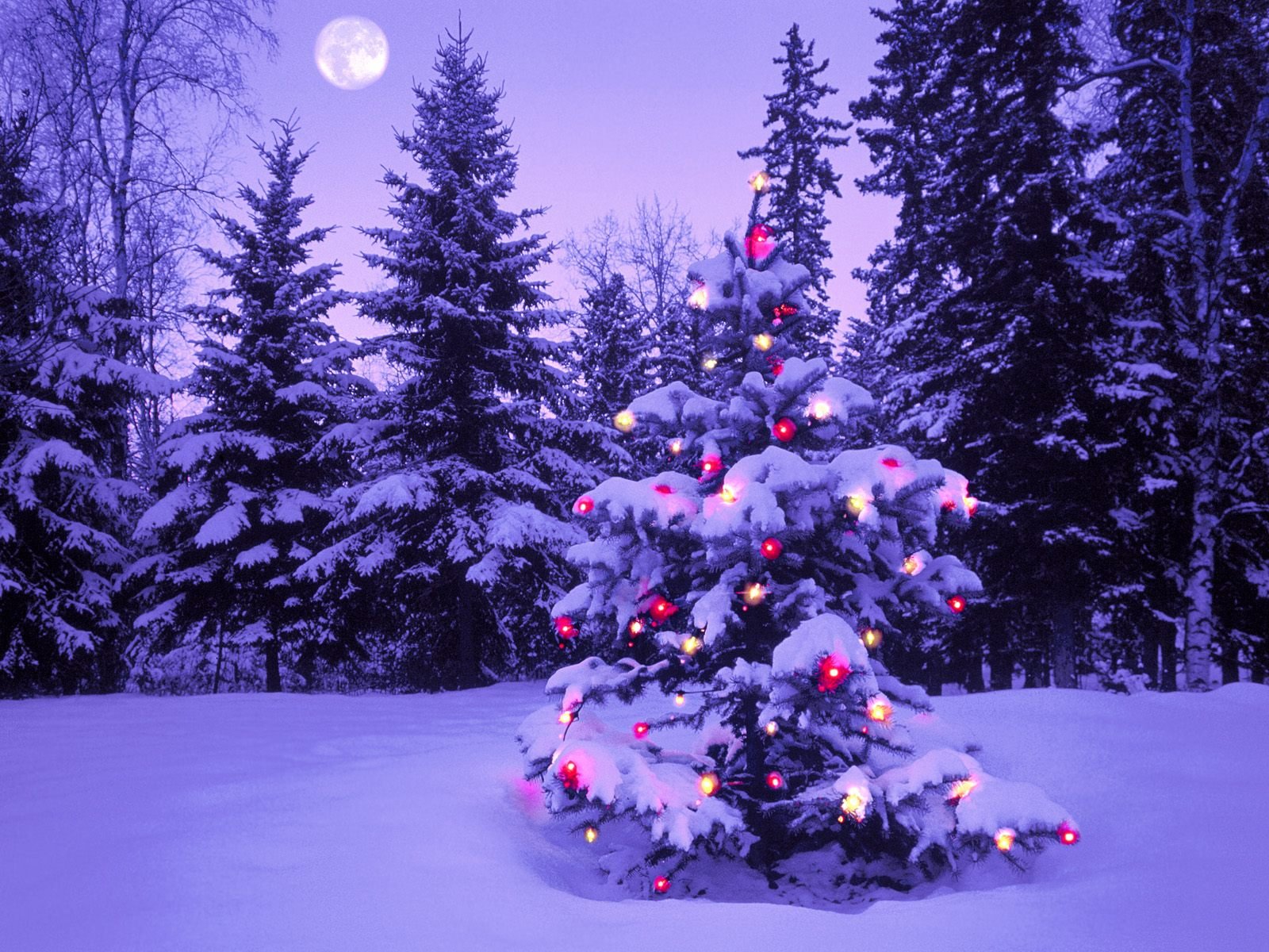 A vibrant Christmas tree adorned with colorful lights stands amidst a snowy landscape, surrounded by tall evergreen trees, creating a serene holiday atmosphere.