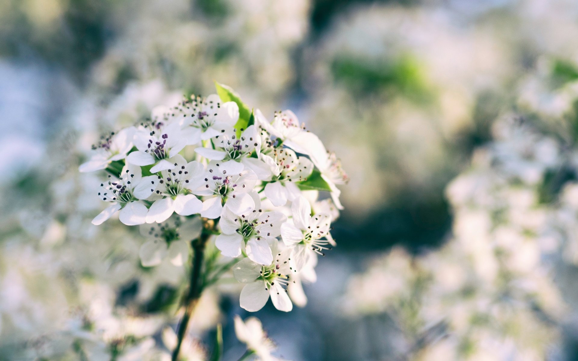 Download Nature Flower 4k Ultra HD Wallpaper