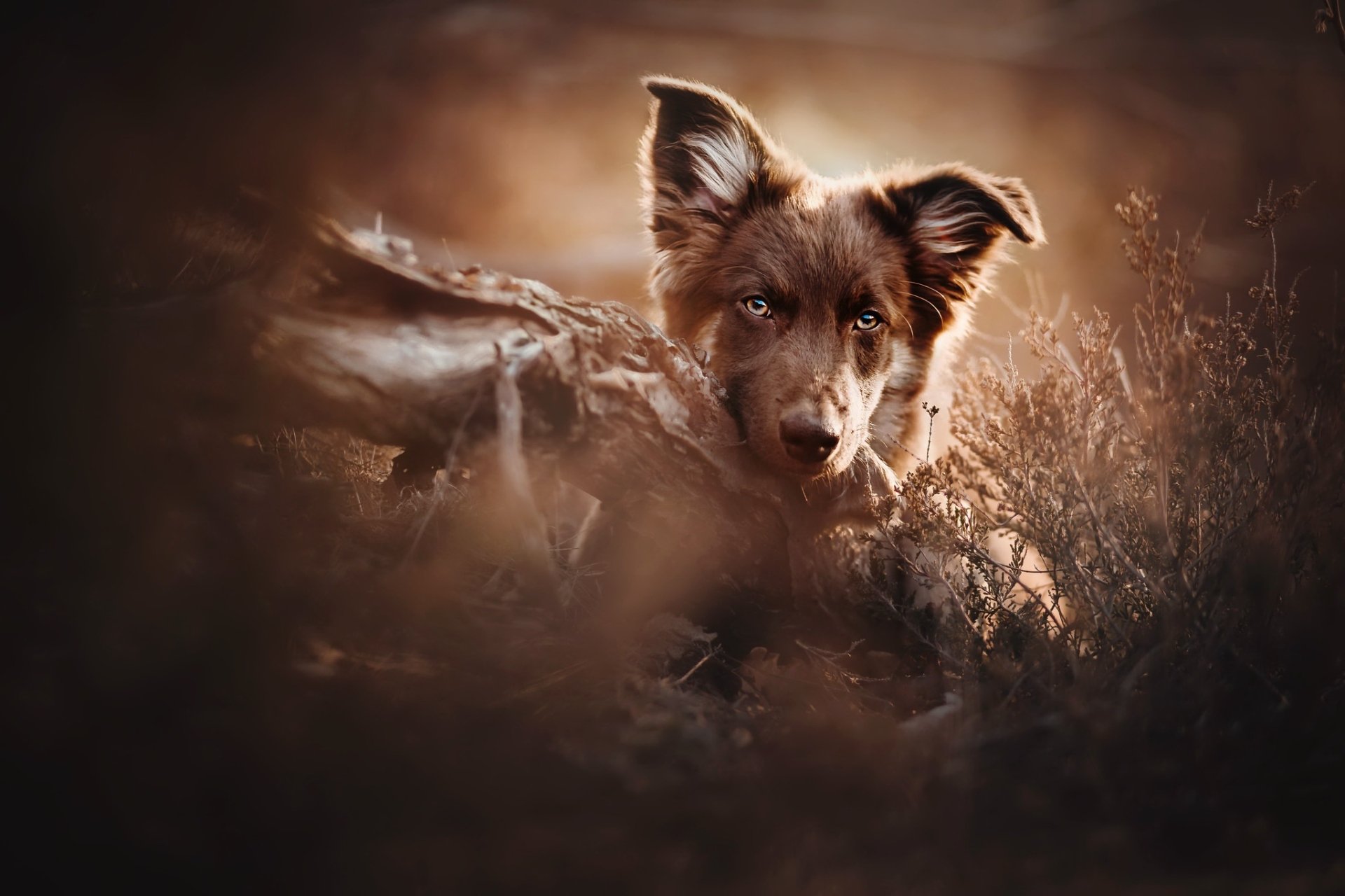 Download Animal Dog HD Wallpaper by Kristýna Kvapilová
