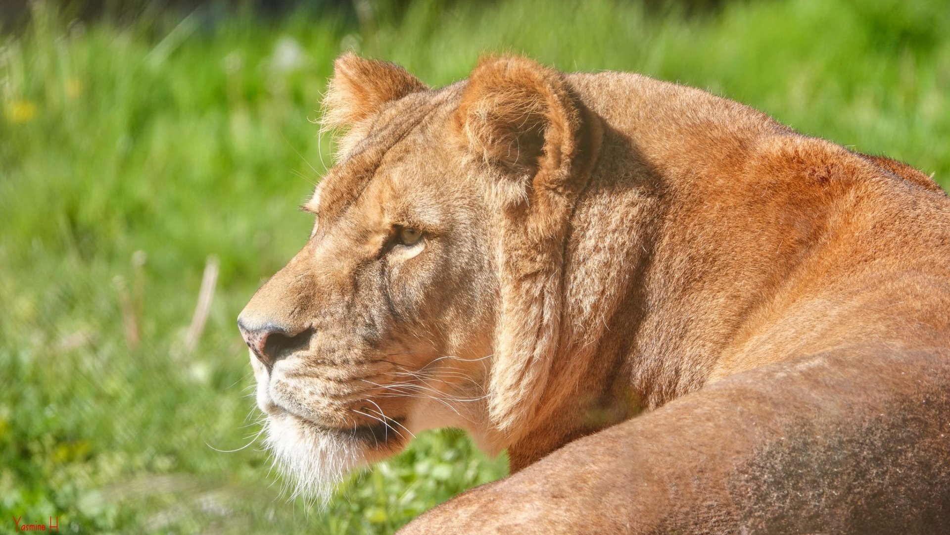 Lion HD Wallpaper | Background Image | 2048x1153