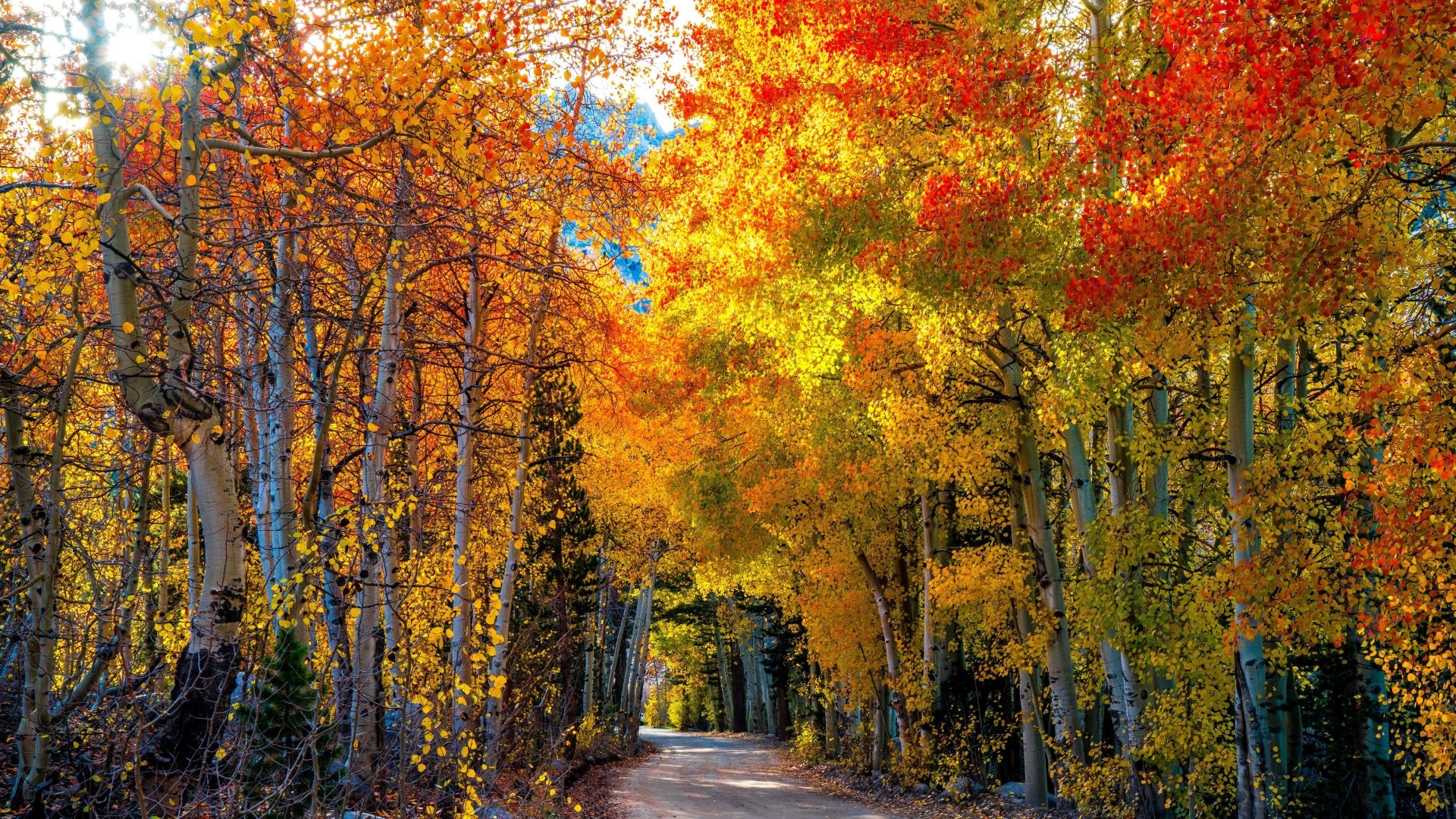 HD desktop wallpaper featuring a serene nature scene with a tree-lined path ablaze in vibrant fall colors of orange, red, and yellow.