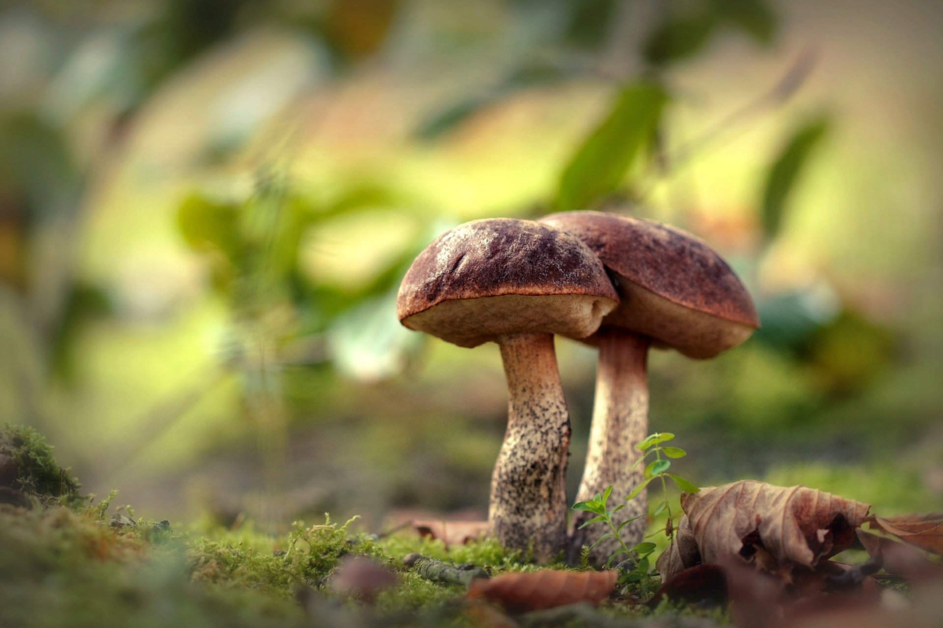 Download Macro Nature Mushroom HD Wallpaper