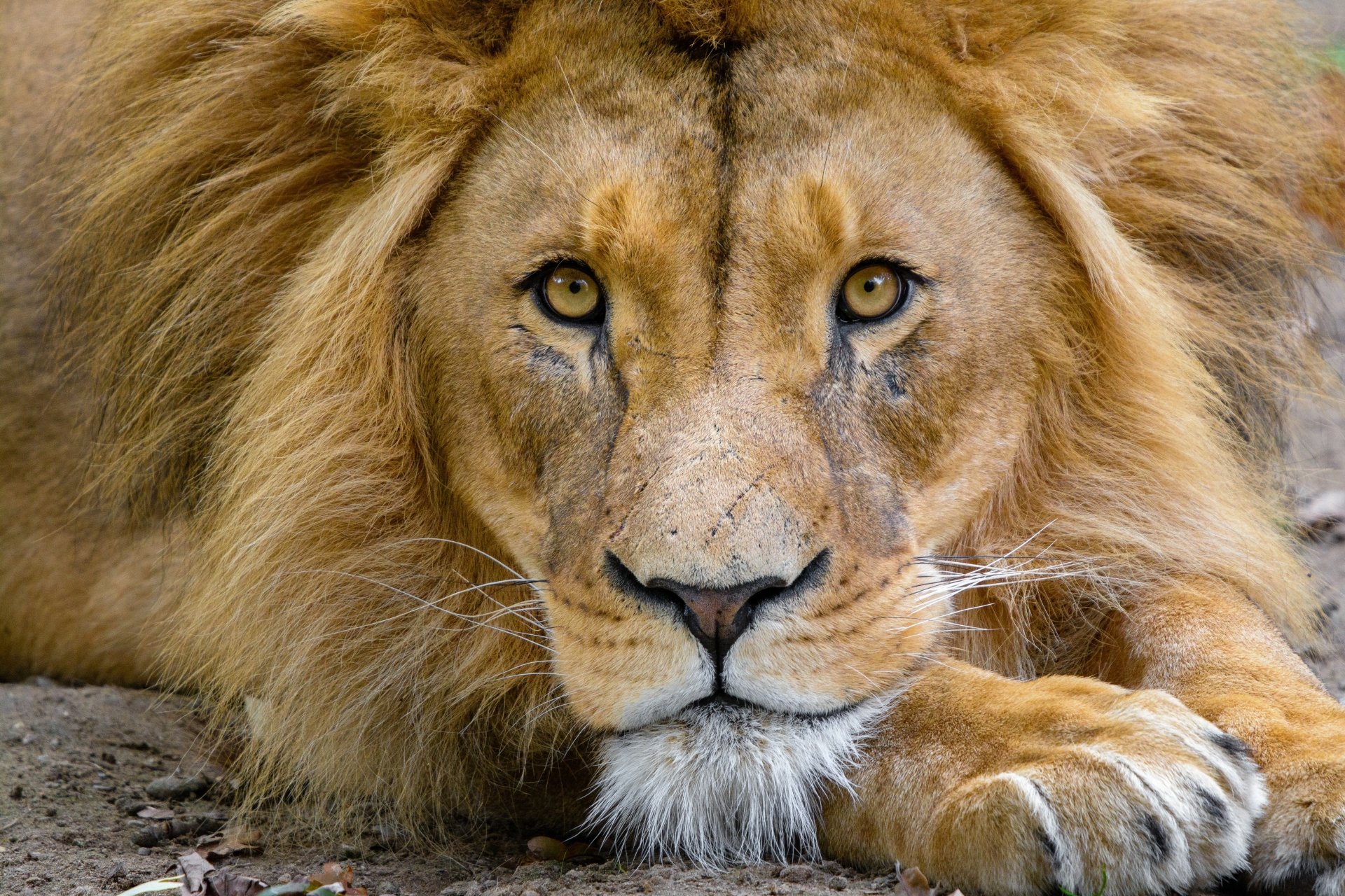 download-animal-lion-4k-ultra-hd-wallpaper