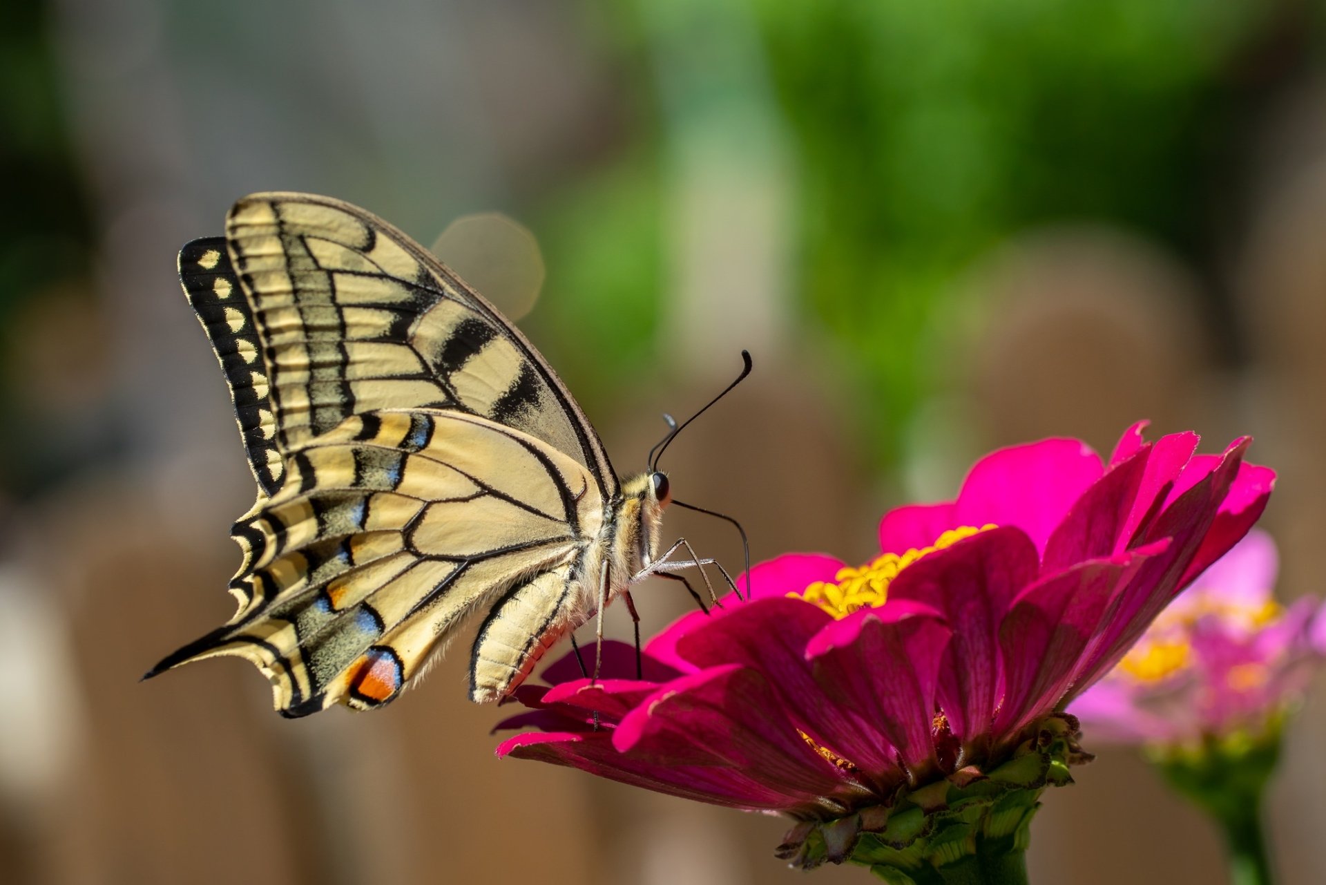 Download Swallowtail Butterfly Insect Macro Flower Animal Butterfly HD ...