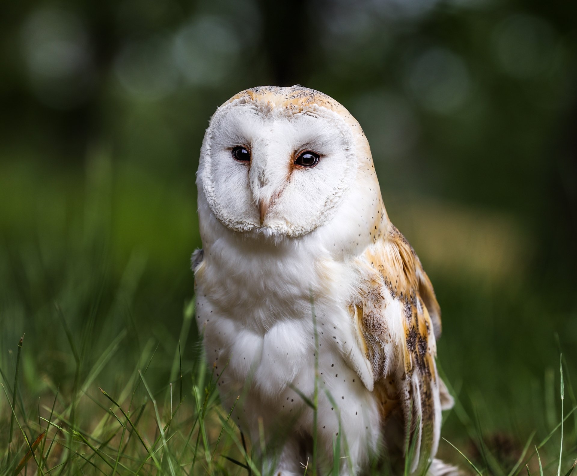 Download Bird Owl Animal Barn Owl 4k Ultra HD Wallpaper by Bruno van der Kraan