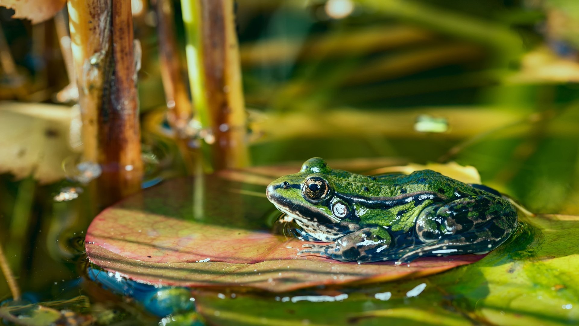 HD desktop wallpaper featuring a vibrant green frog amphibian resting on a lily pad amid aquatic plants.