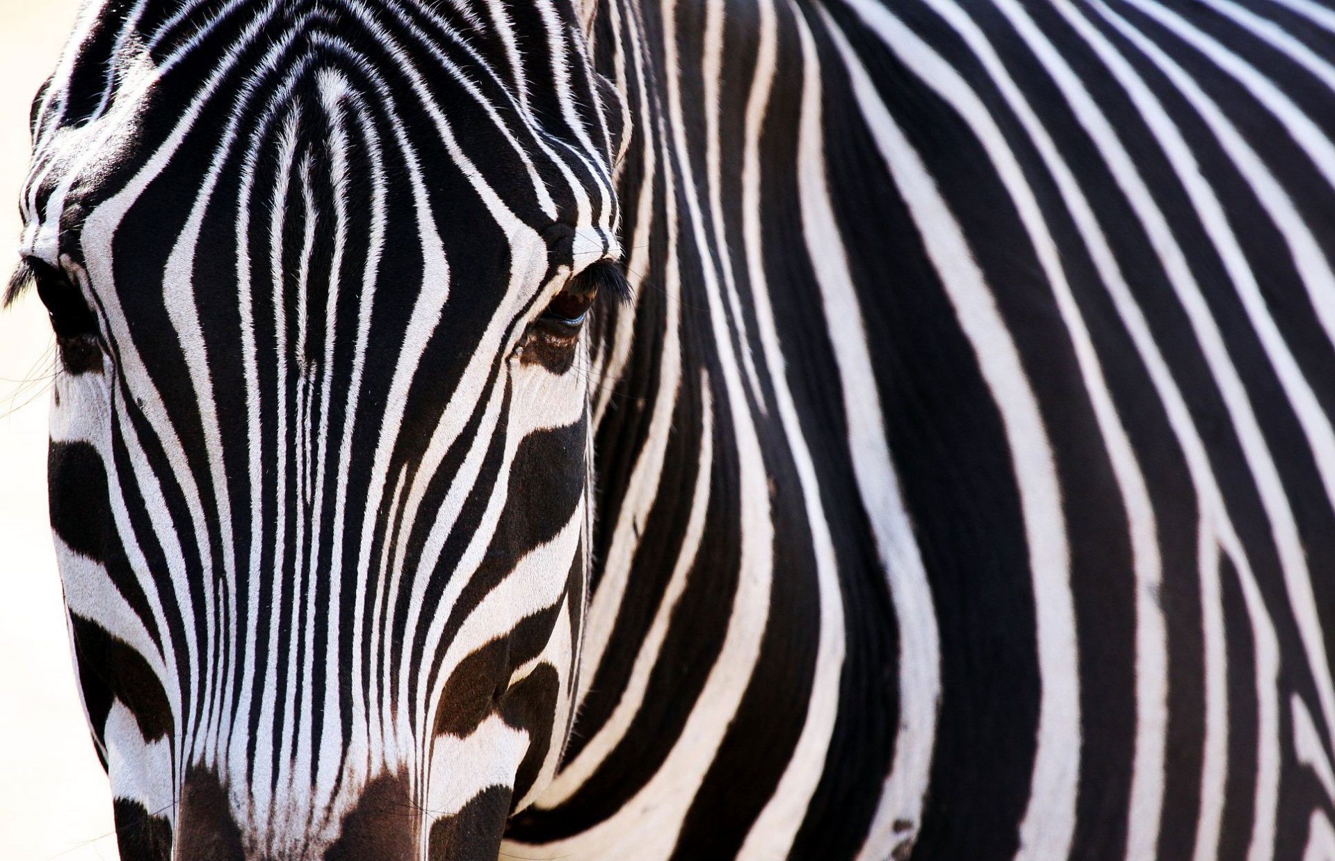 Download Animal Zebra HD Wallpaper