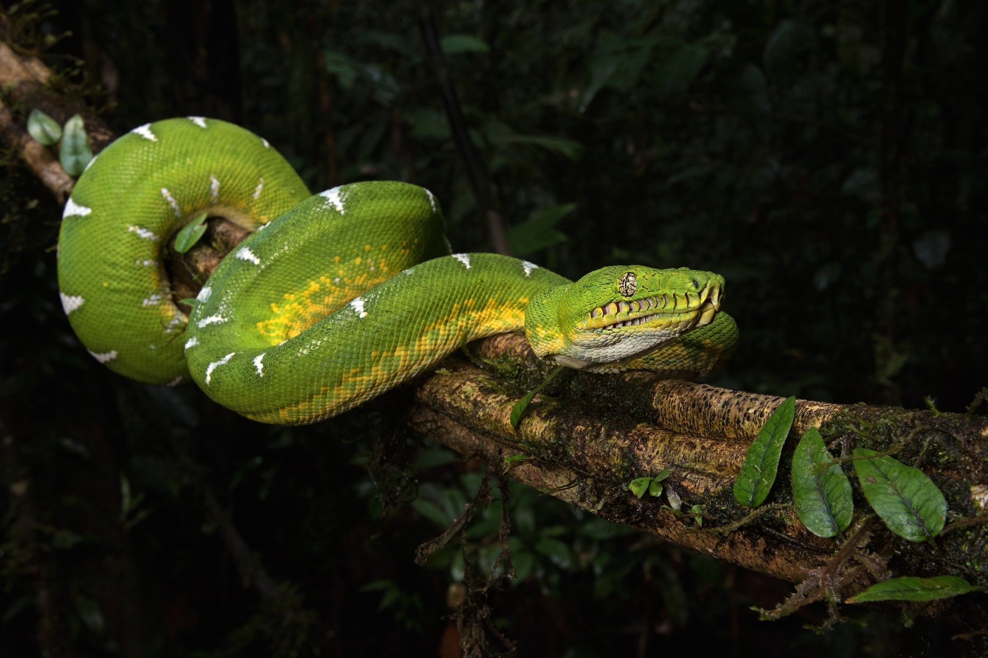 Emerald Tree Boa Wallpaper