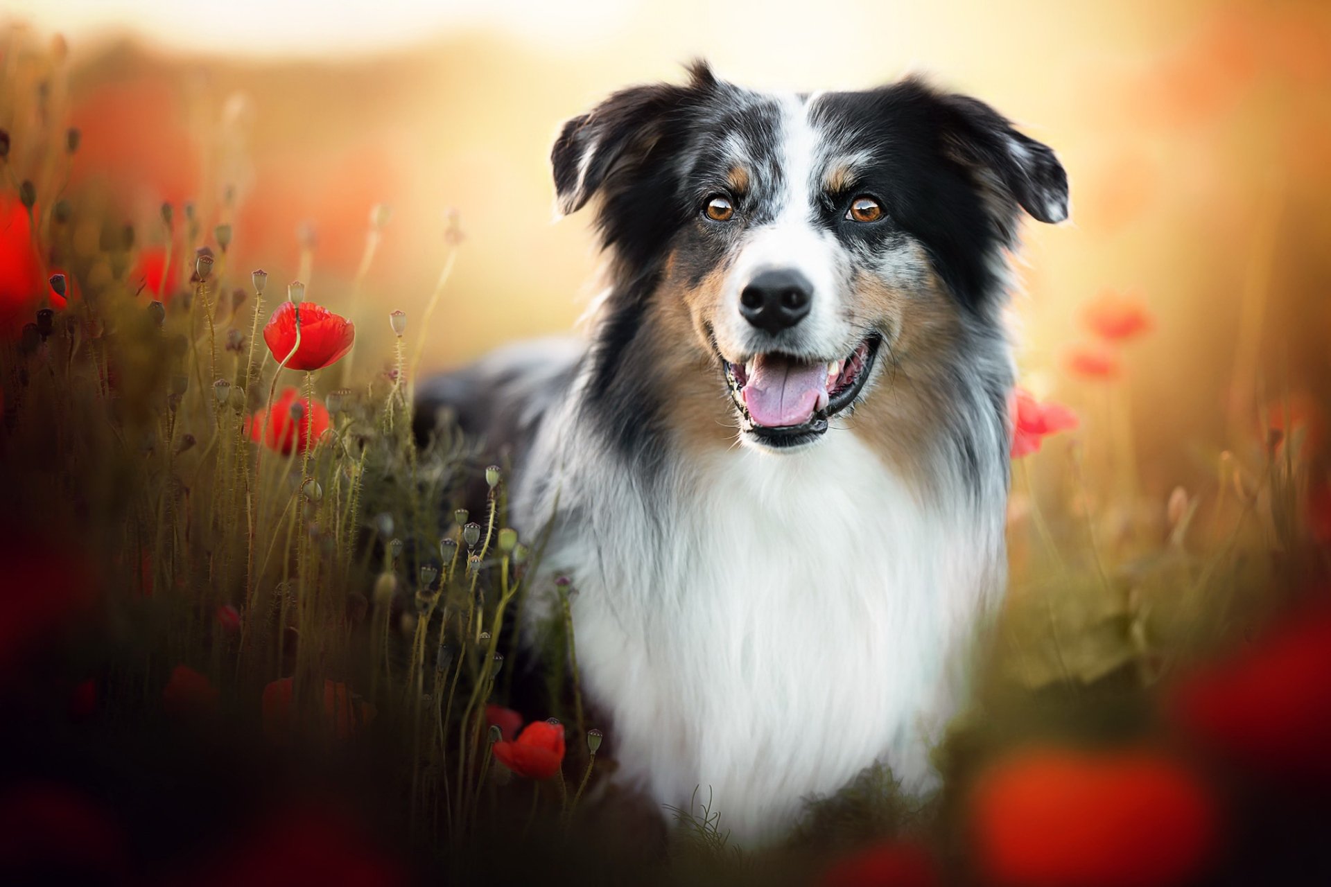 Download Poppy Summer Animal Dog HD Wallpaper | 2048x1365 | Wallpaper Abyss