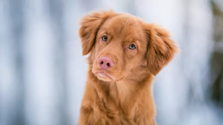 HD desktop wallpaper featuring a close-up of a Nova Scotia Duck Tolling Retriever with soft brown fur and expressive eyes against a blurred background.