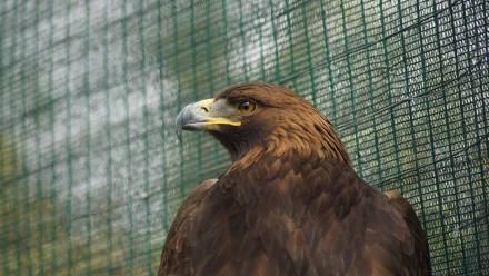 eagle Animal golden eagle HD Desktop Wallpaper | Background Image