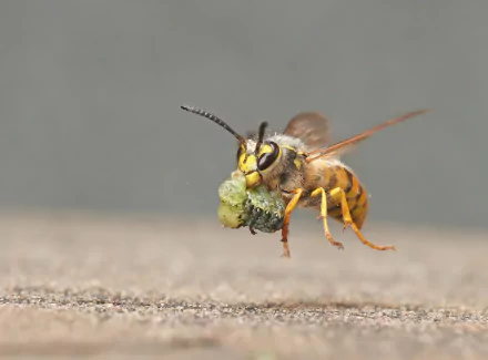  Wasp in flight carrying a chewed caterpillar. by Roy rimmer