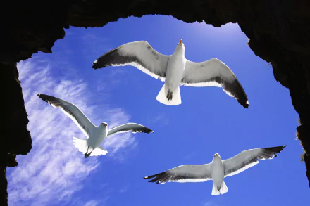  Seagulls Flying over Ocean Cave