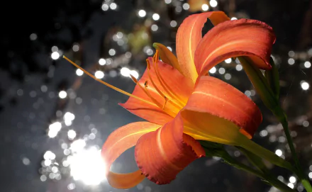 bokeh flower daylily nature lily HD Desktop Wallpaper | Background Image