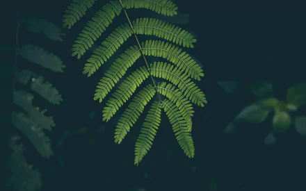 green leaf nature fern HD Desktop Wallpaper | Background Image