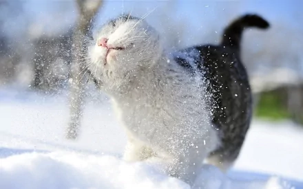 A cat playfully shakes off snow while walking through a snowy landscape in this HD desktop wallpaper and background.